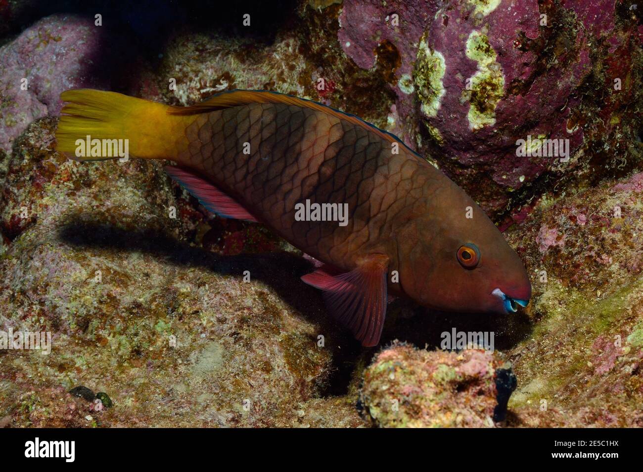 Scarus ferrugineus, rostiger Papageifisch, Rost-Papageifisch, Coraya Beach, Rotes Meer, Ägypten, Rotes Meer, Ägypten, Weibchen, Weibchen Stockfoto