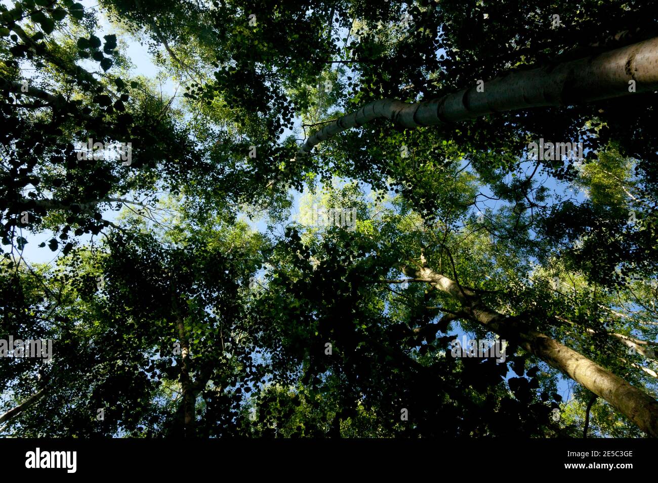 Ein blassblauer Sommerhimmel hoch über dem sonnenbeschienenen Birkenholzdach; voll blättrige grüne Kronen auf den schlanken Bäumen beschatten das Waldinnere. Stockfoto