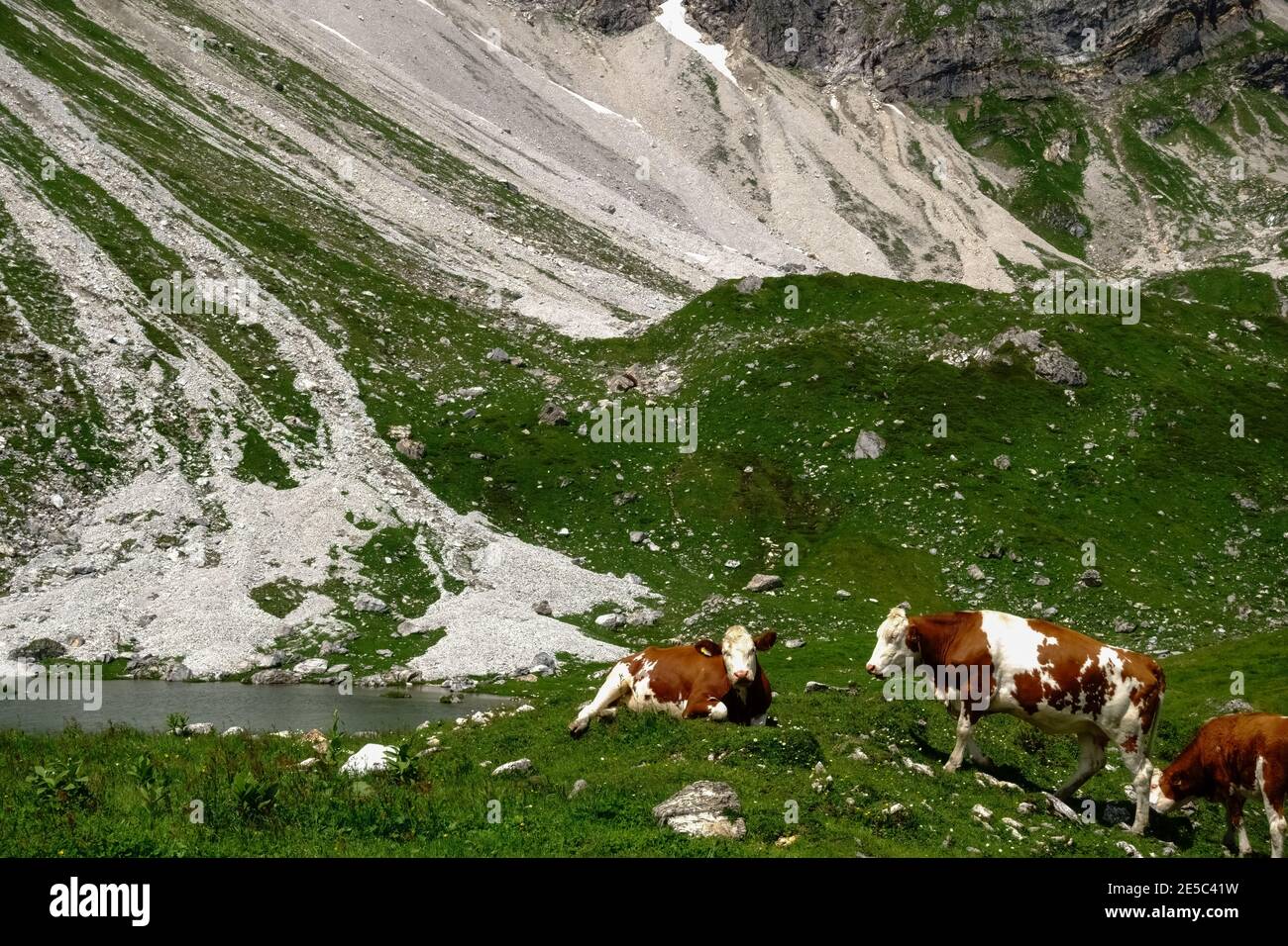 Braun weiße Kühe an einem Bergsee mit einem grünen Wiese im Sommer Stockfoto