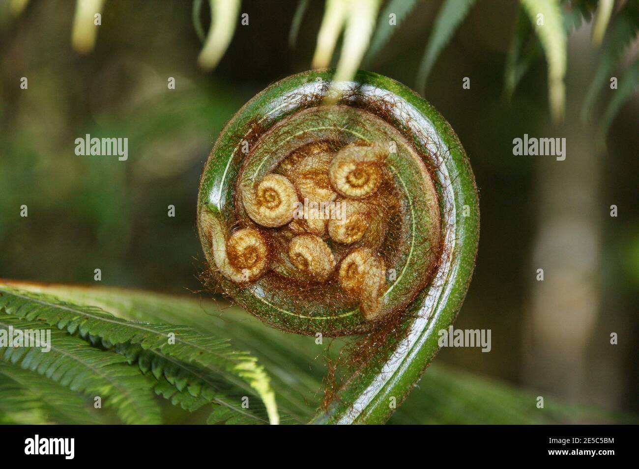 Farnblatt öffnet sich aus nächster Nähe. Regenwaldpflanze. Cyathea kontaminans, Tree Fern, Malaysian Tree Fern. Kinabalu Park, Sabah, Malaysia, Borneo Stockfoto