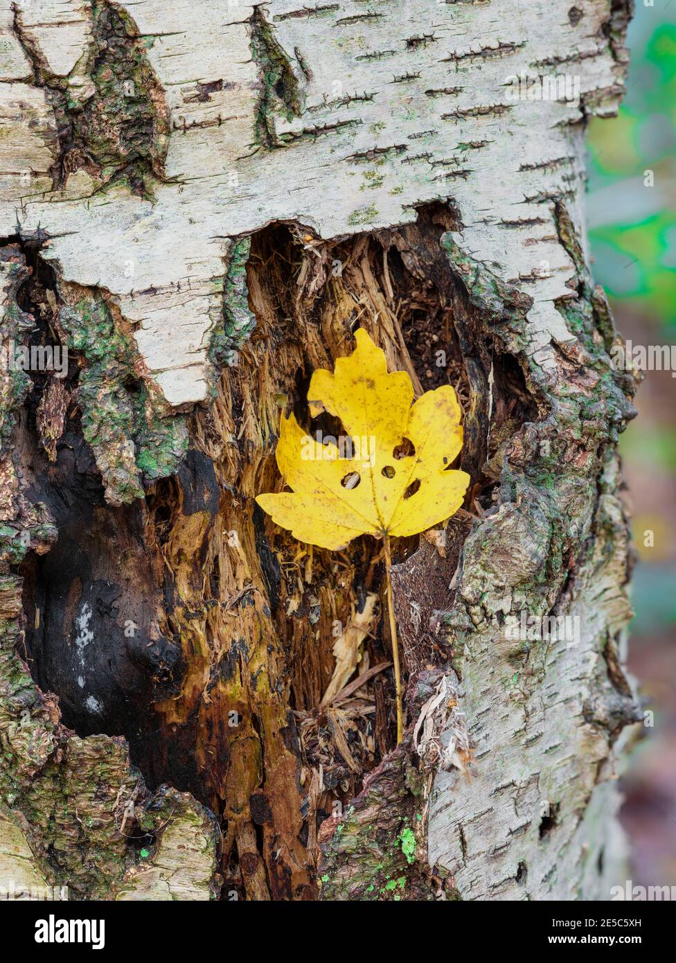 Einzelnes herbstliches Blatt gegen die Stärke eines strukturierten Und fehlgeschlagene Birke Tree Stockfoto