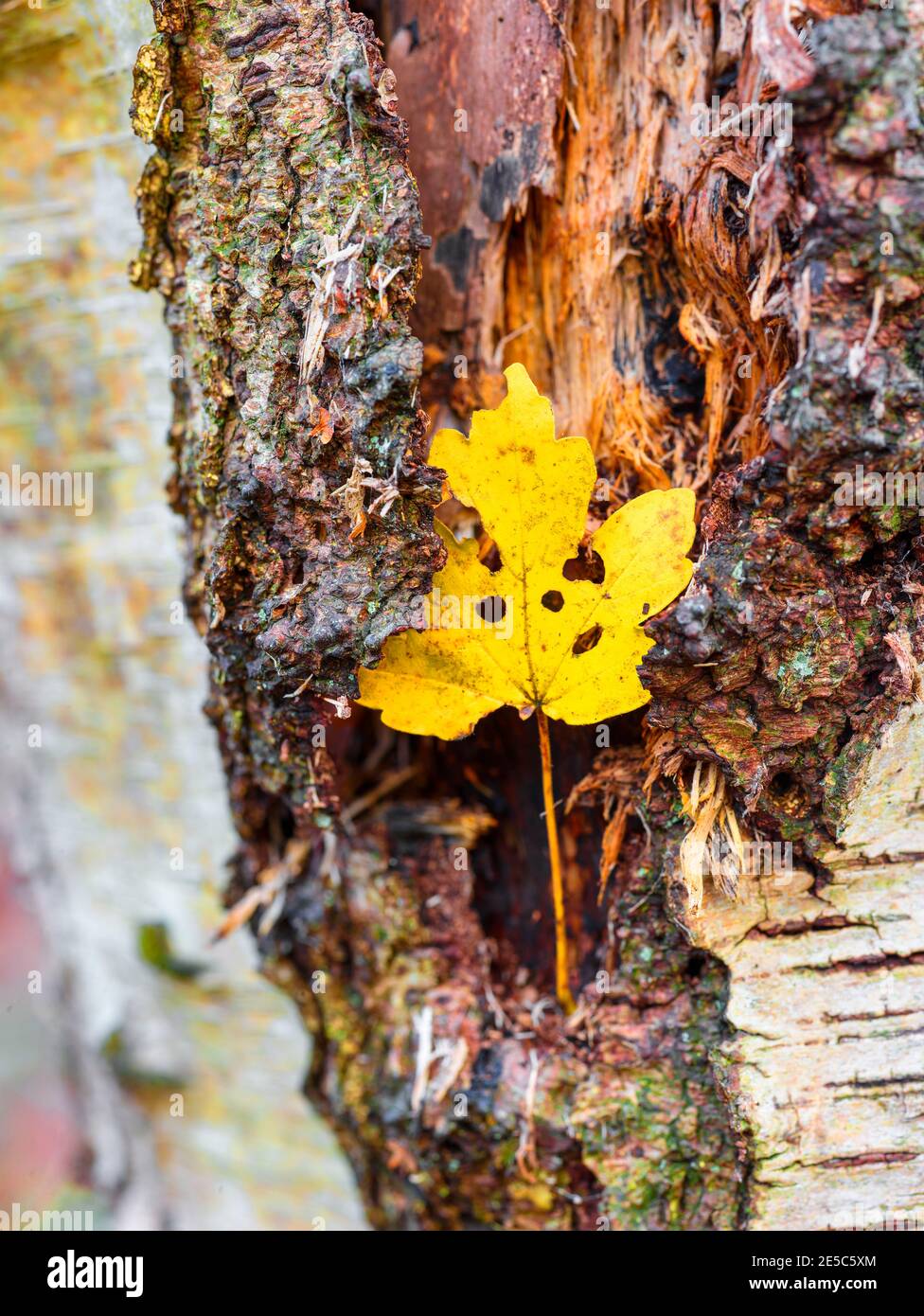 Einzelnes herbstliches Blatt gegen die Stärke eines strukturierten Und fehlgeschlagene Birke Tree Stockfoto