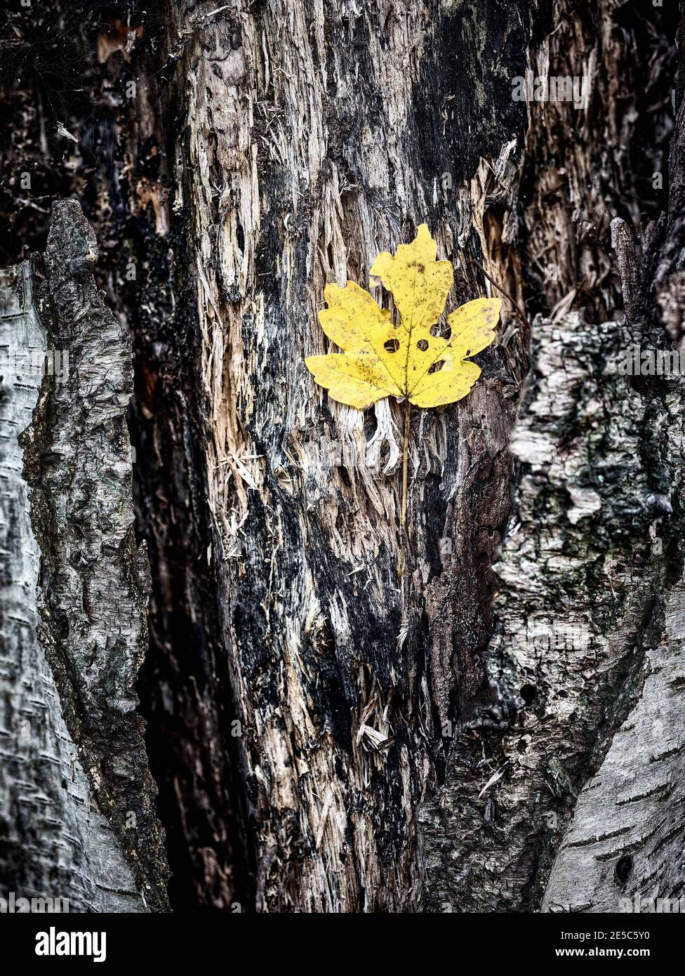 Einzelnes herbstliches Blatt gegen die Stärke eines strukturierten Und fehlgeschlagene Birke Tree Stockfoto