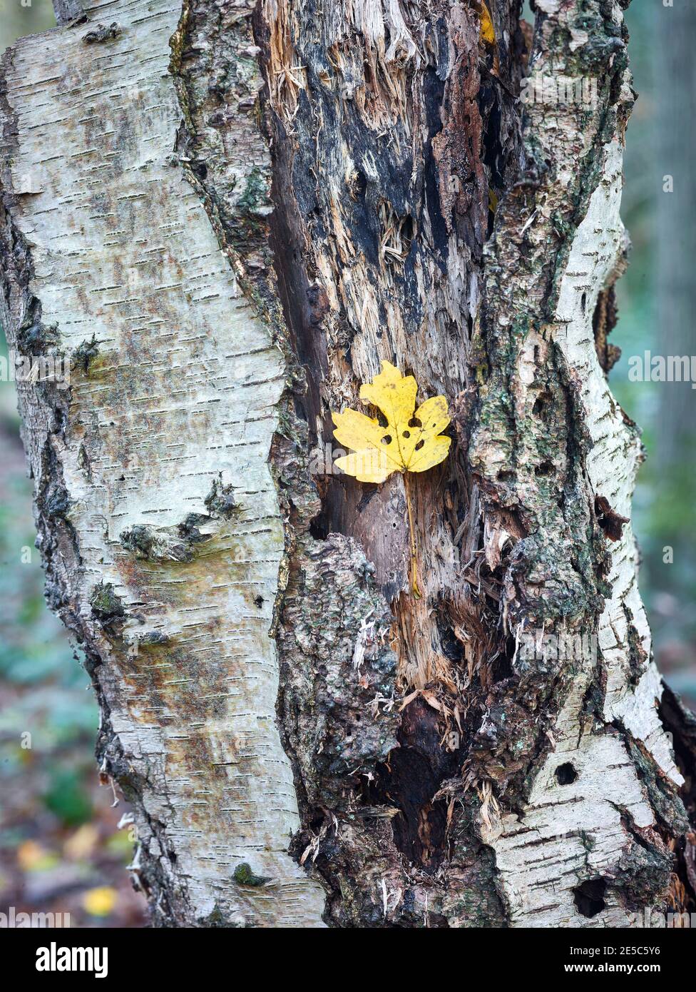 Einzelnes herbstliches Blatt gegen die Stärke eines strukturierten Und fehlgeschlagene Birke Tree Stockfoto
