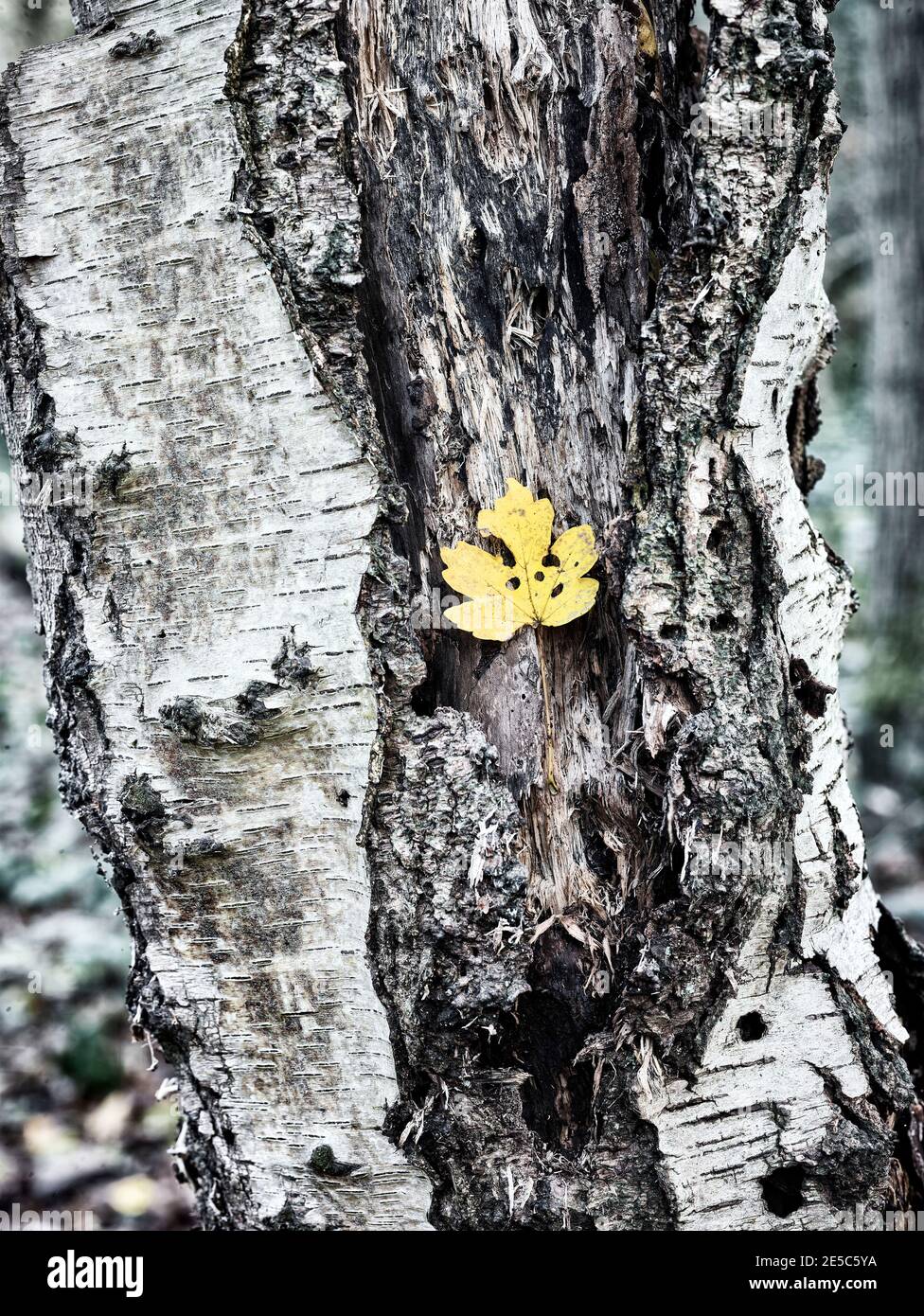 Einzelnes herbstliches Blatt gegen die Stärke eines strukturierten Und fehlgeschlagene Birke Tree Stockfoto