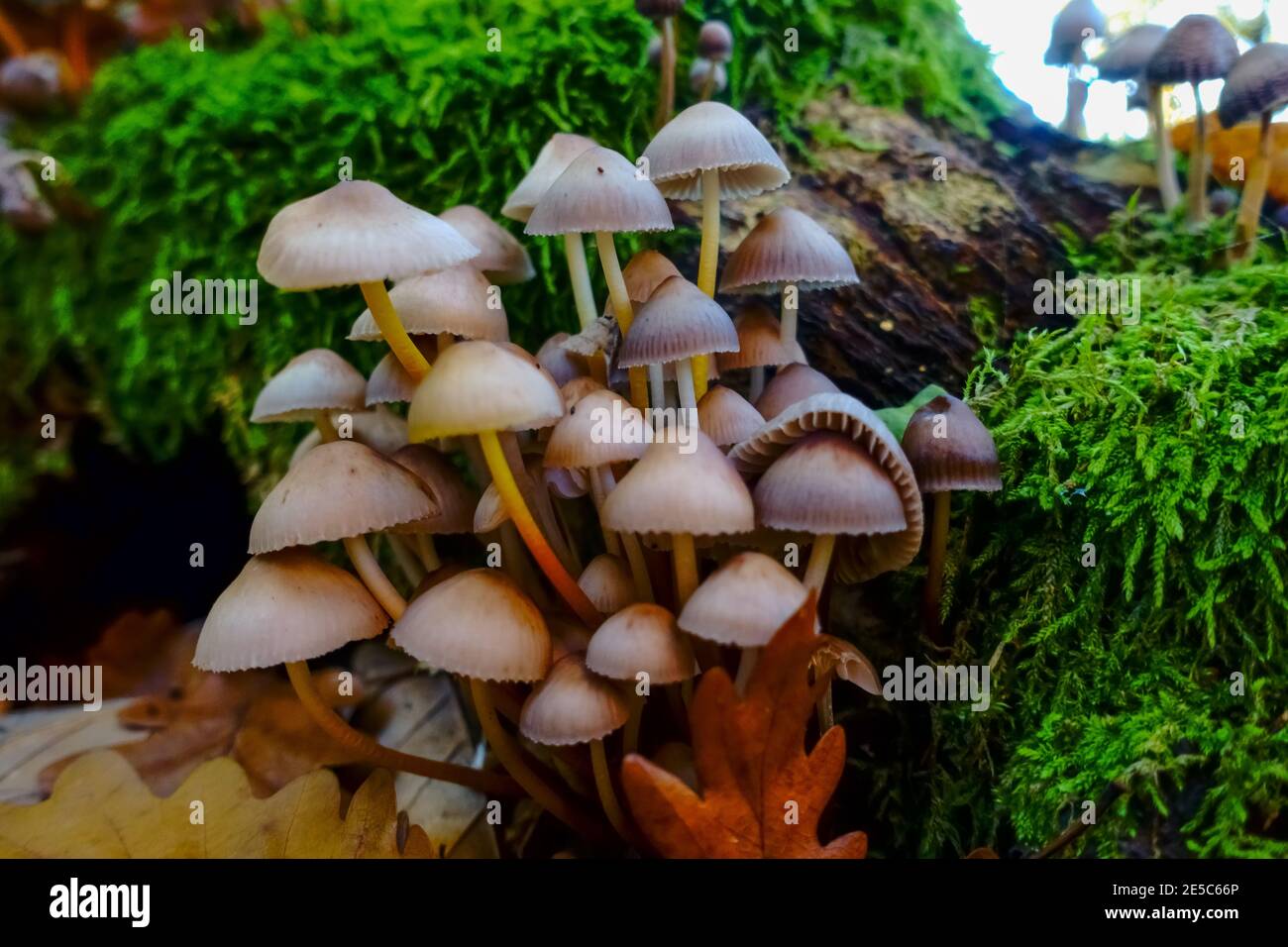 Viele kleine Pilze stehen auf einem Baumstamm mit Grün Moos im Herbst Stockfoto