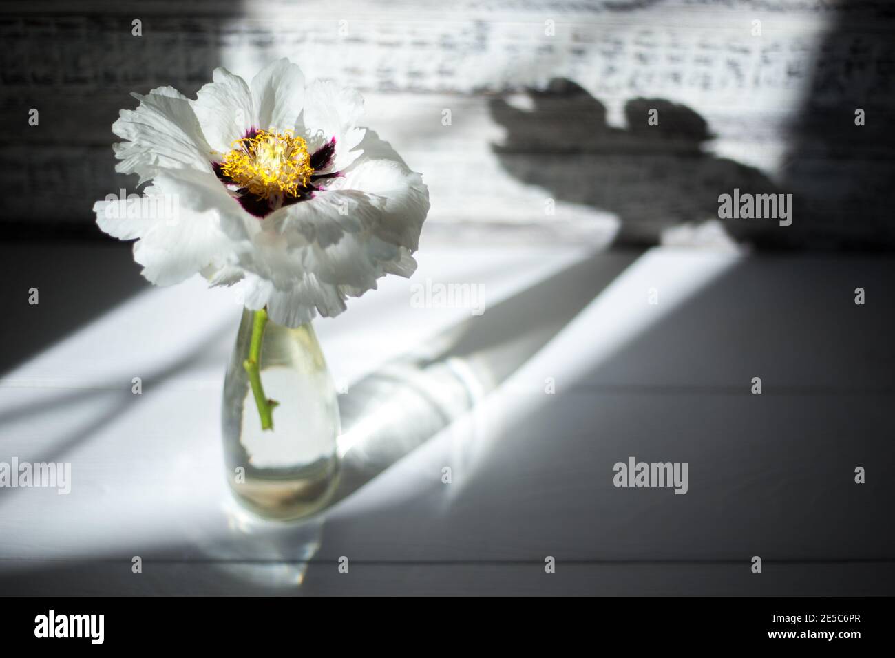 Paeonia suffruticosa weißen Pfingstrosen Blumenstrauß von Frühlingsblumen in Glasvase mit Schatten, Reflexion in Form von Engel. Blühende Frühlingsblume mit Stockfoto