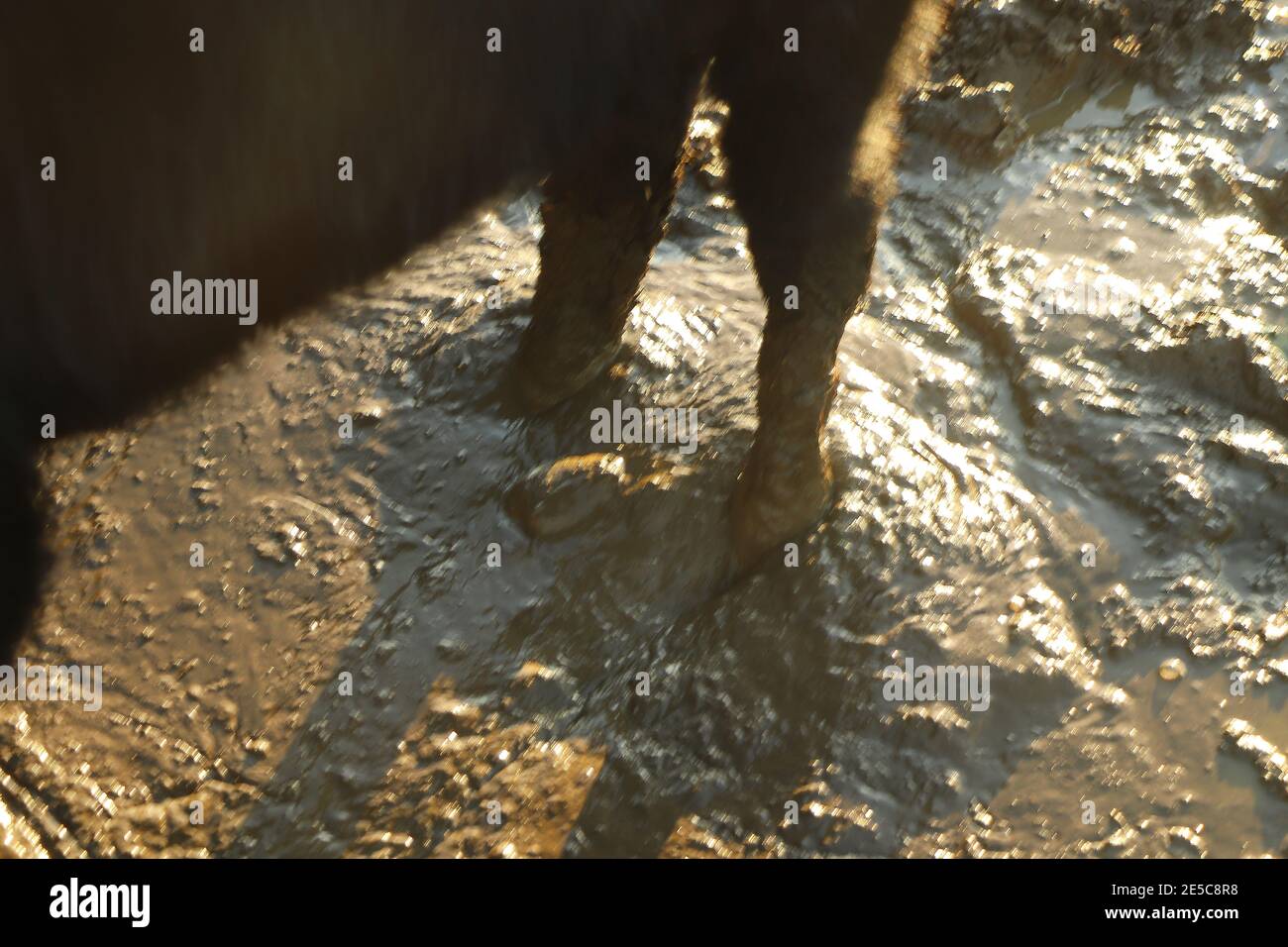 Kühe Hufe tief im Schlamm vergraben Stockfoto