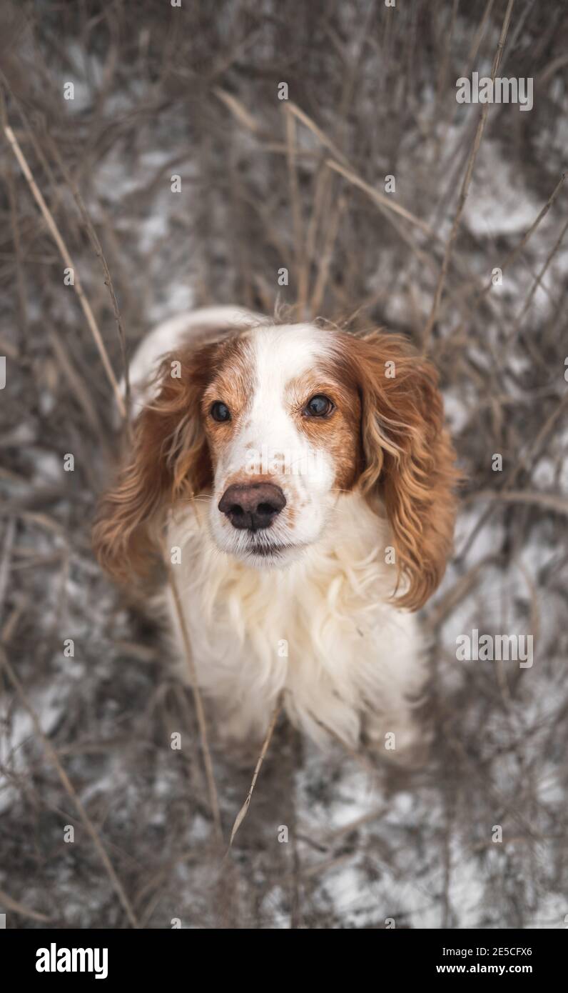 Porträt eines Spanielhundes mit Stammbaum in Gras und Schnee. Netter Hund schaut auf Kamera, Winter Outdoor-Szene Stockfoto