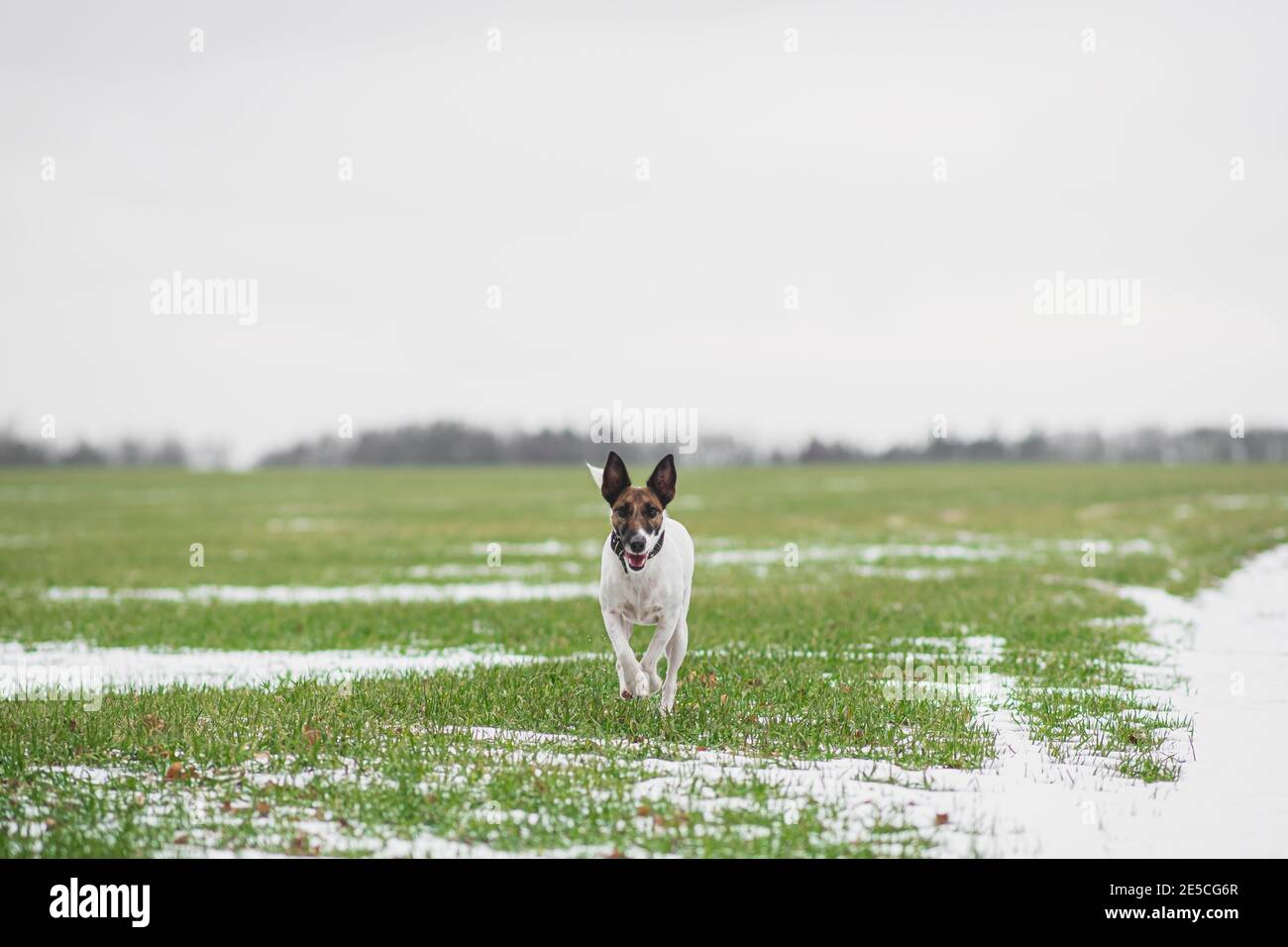 Lustige Fuchs Terrier Hund läuft über das Feld von grünem Gras im ersten Schnee. Aktive Hunde im Winter, im frühen Winter im Freien Stockfoto