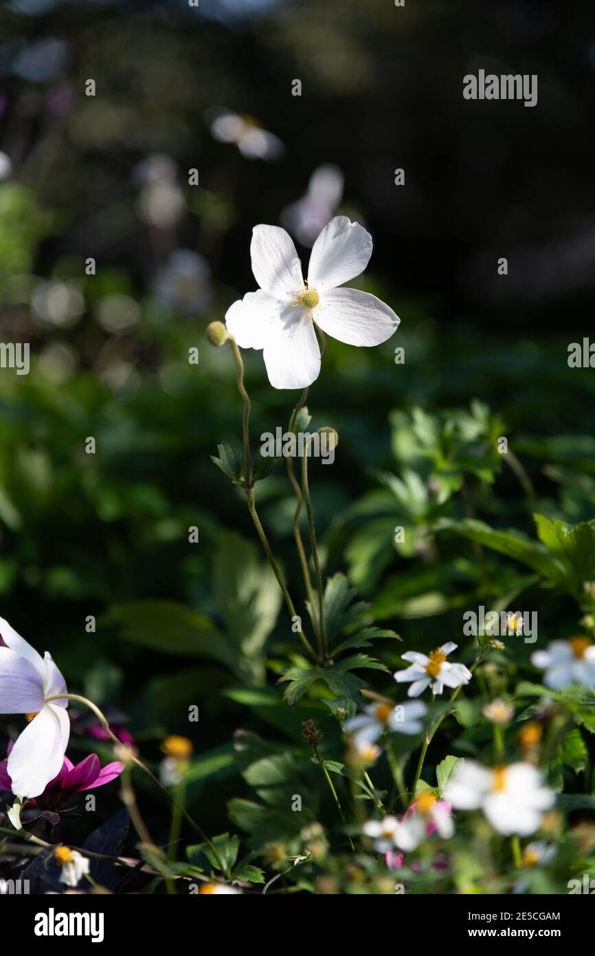 Einzelne weiße bis lila große Windblume (Anemone sylvestris) Herausragen von allen anderen grünen Pflanzen Stockfoto