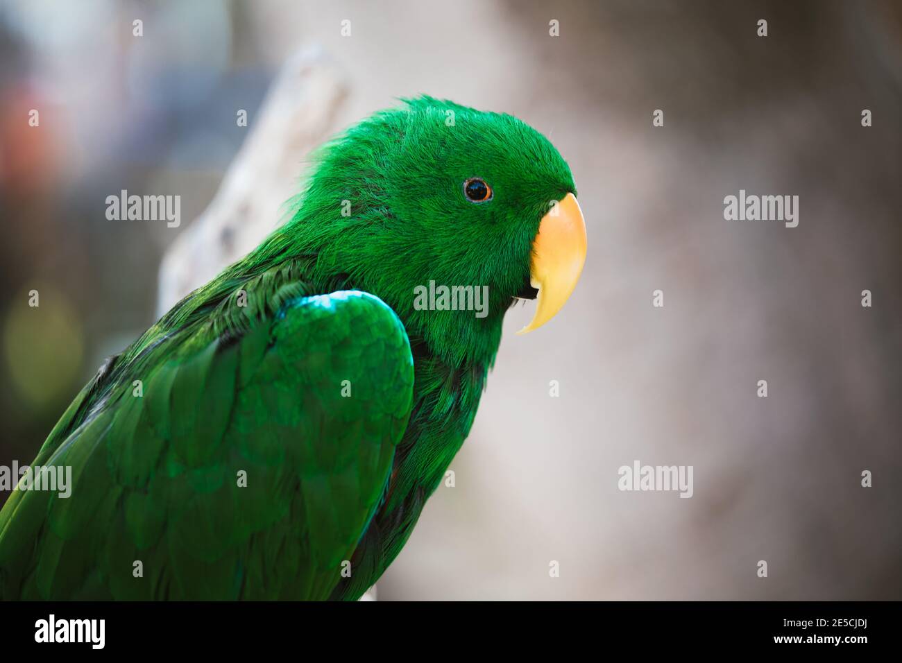 Eclectus Papagei aus amazonas Regenwald sitzt auf dem Ast Stockfoto