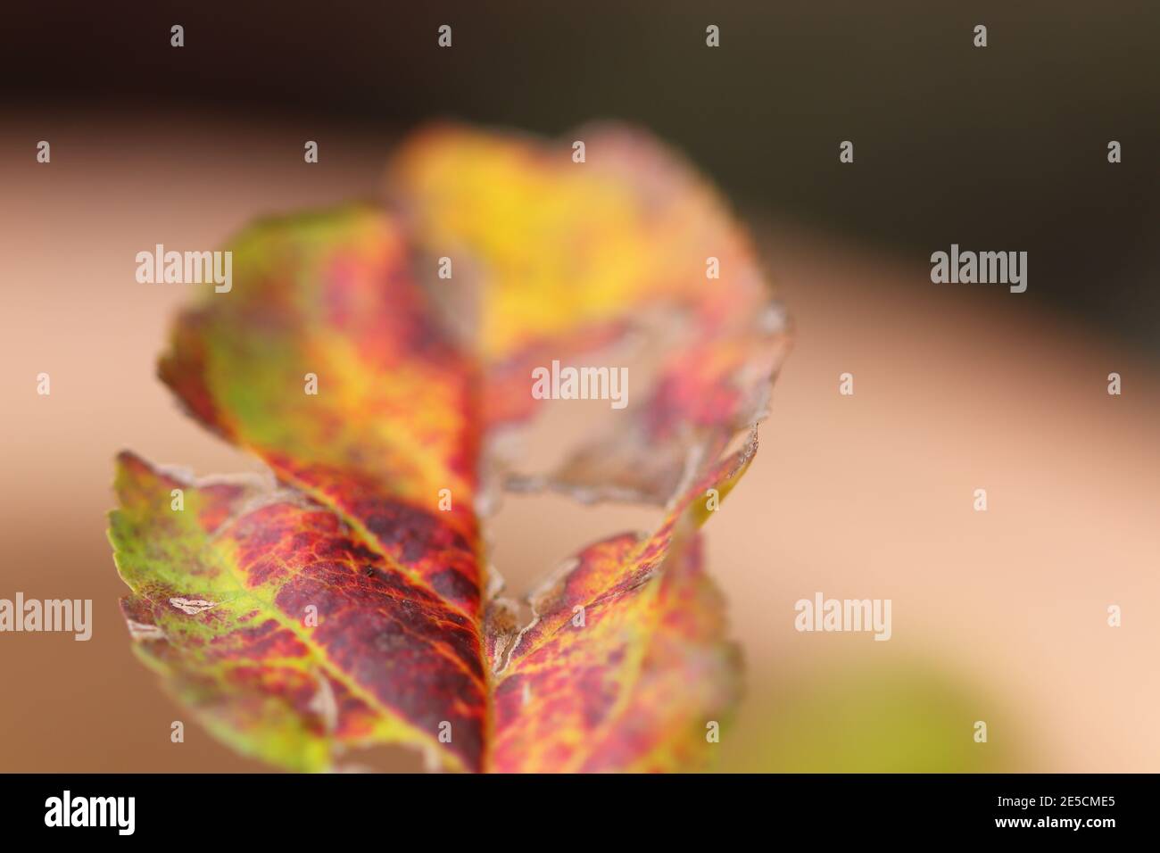 Makroansicht der Blätter im Haus Stockfoto