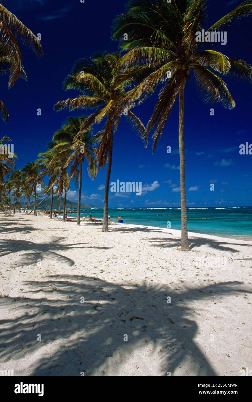 Nevis St. Kitts Palmen am Nisbit Beach Stockfoto