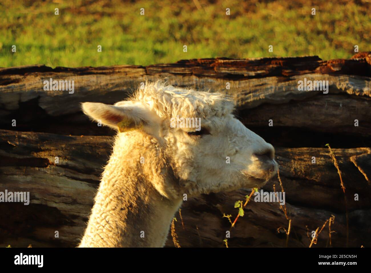 Eine Aufnahme eines Lamas in einem schlammigen Feld, das die Mittagssonne am Neujahrstag, direkt vor Hertford in Großbritannien, genießt. Stockfoto