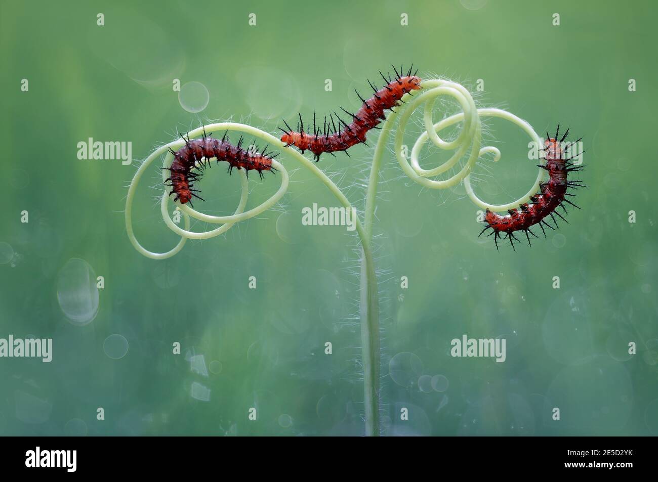 Drei Raupen auf einer Spiralpflanze, Indonesien Stockfoto