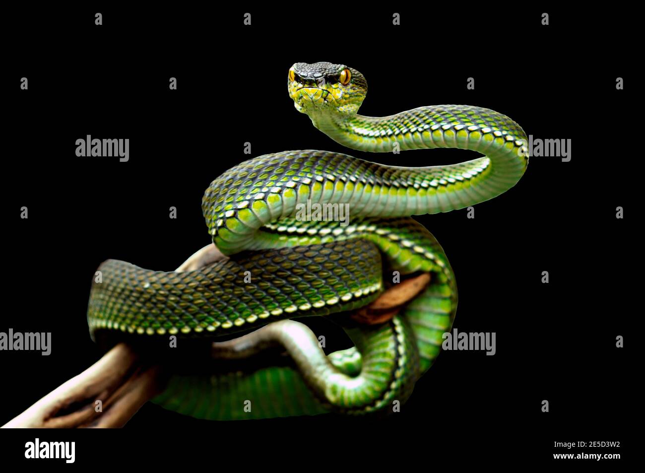 Porträt einer grünen Viper Schlange auf einem Zweig, Sumatra, Indonesien Stockfoto