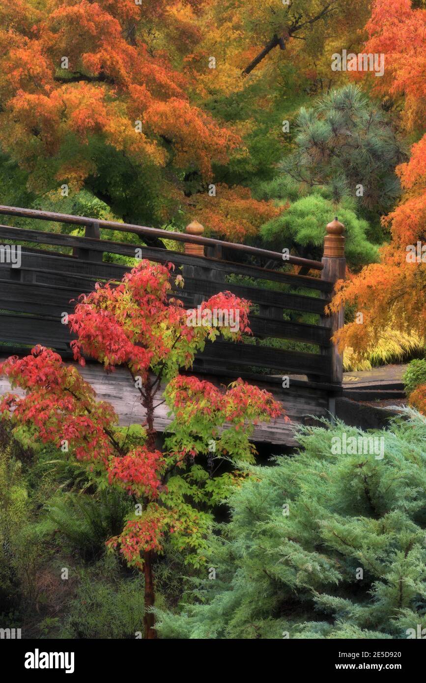 Leuchtende Herbstfarben unter den Bäumen im japanischen Garten der Tsuru Island in Gresham, Oregon. Stockfoto