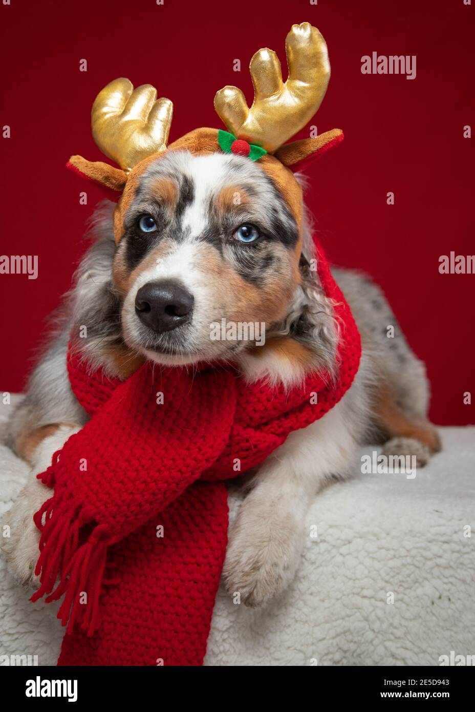 Porträt eines australischen Schäferhundes trägt einen Schal und Geweihe Stockfoto