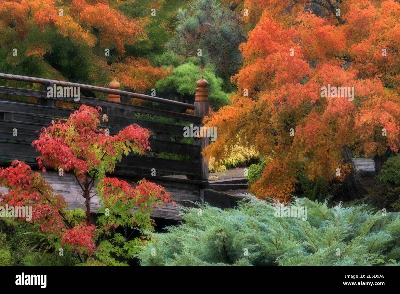 Leuchtende Herbstfarben unter den Bäumen im japanischen Garten der Tsuru Island in Gresham, Oregon. Stockfoto