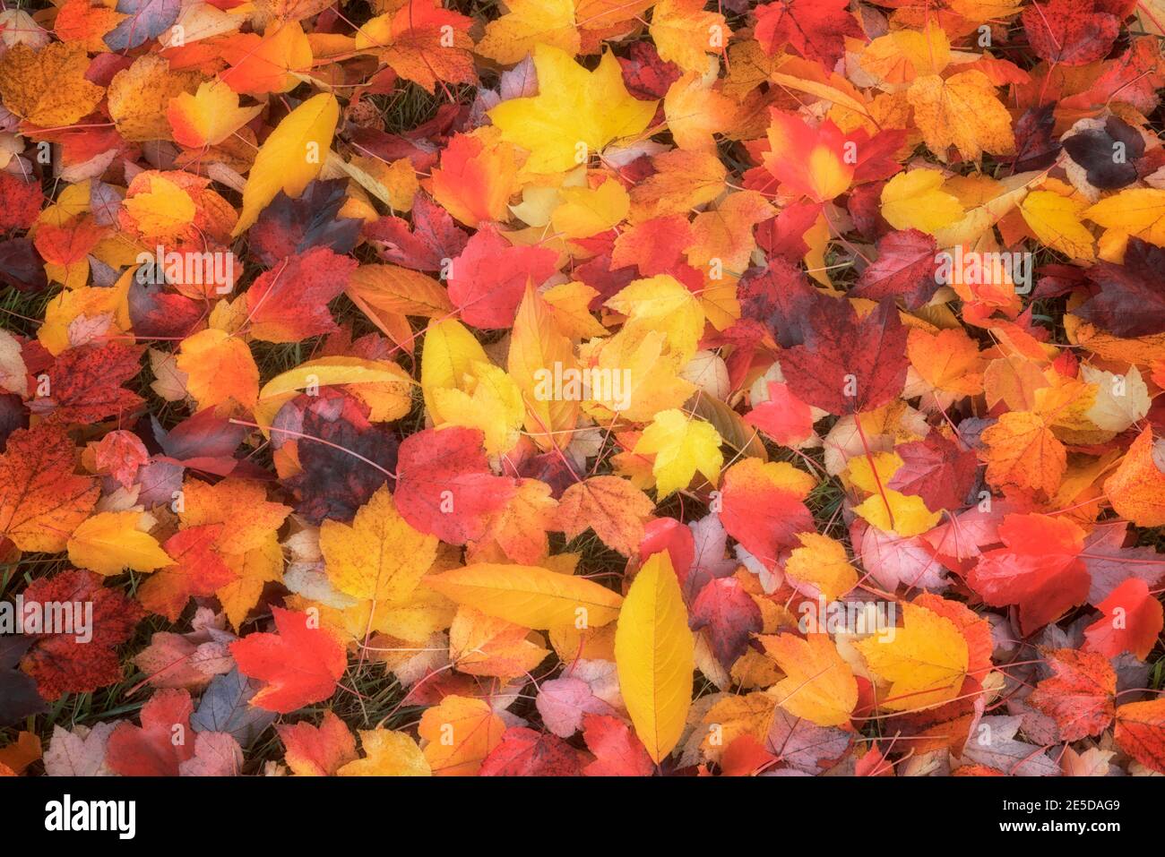 Brillante Farbpalette im Herbst im Main City Park in Gresham, Oregon. Stockfoto