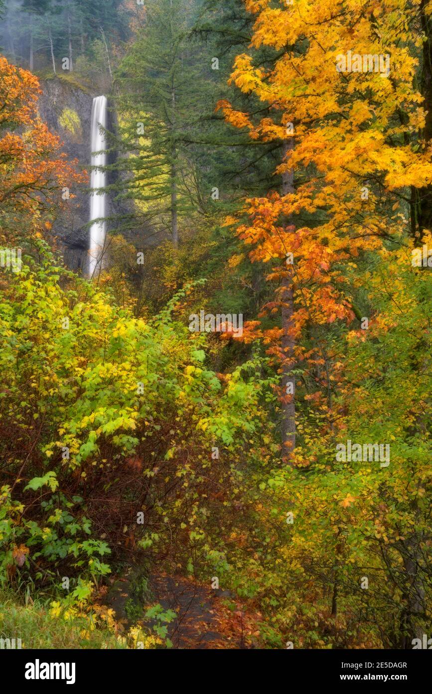Herbstfarben umrahmen die 250 Fuß lange Abfahrt der Latourell Falls über gelbem, flechtenfarbigem Basalt in der Columbia River Gorge in Oregon. Stockfoto