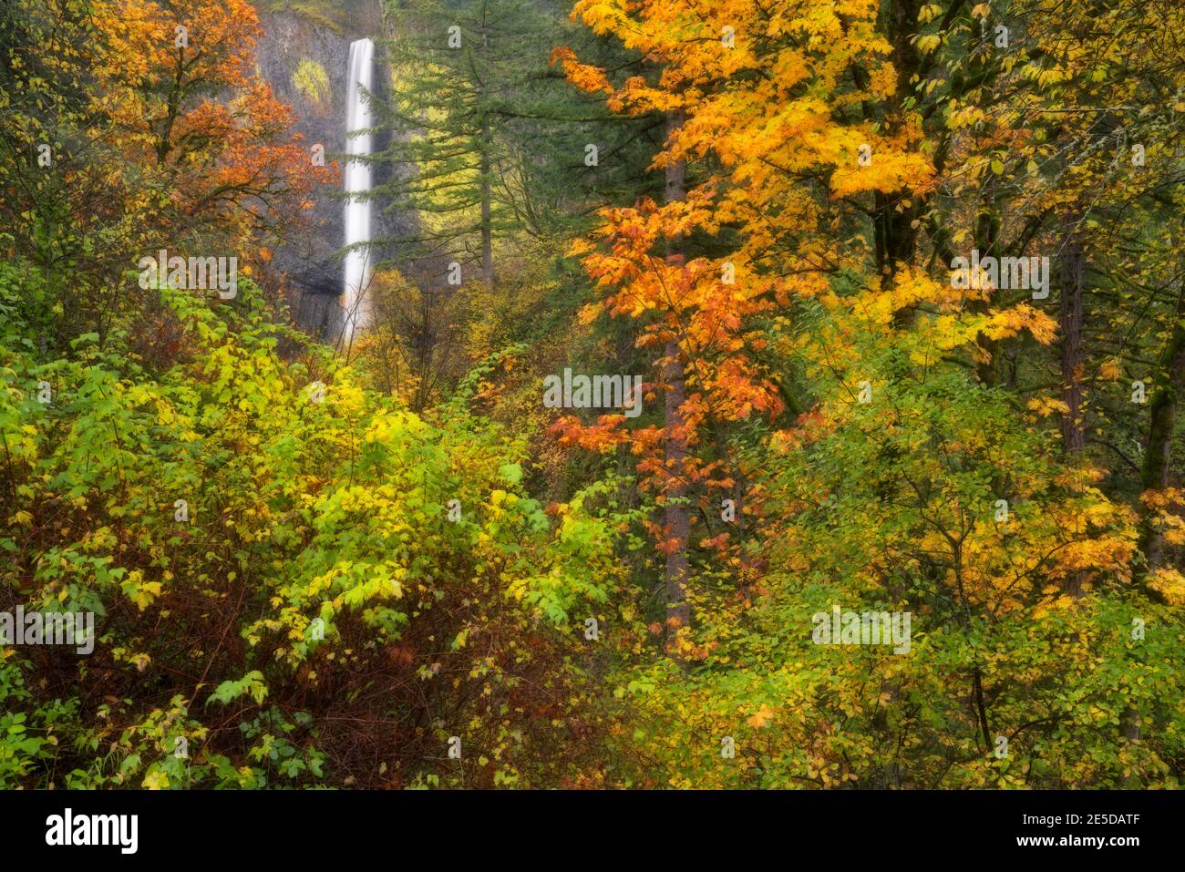Herbstfarben umrahmen die 250 Fuß lange Abfahrt der Latourell Falls über gelbem, flechtenfarbigem Basalt in der Columbia River Gorge in Oregon. Stockfoto