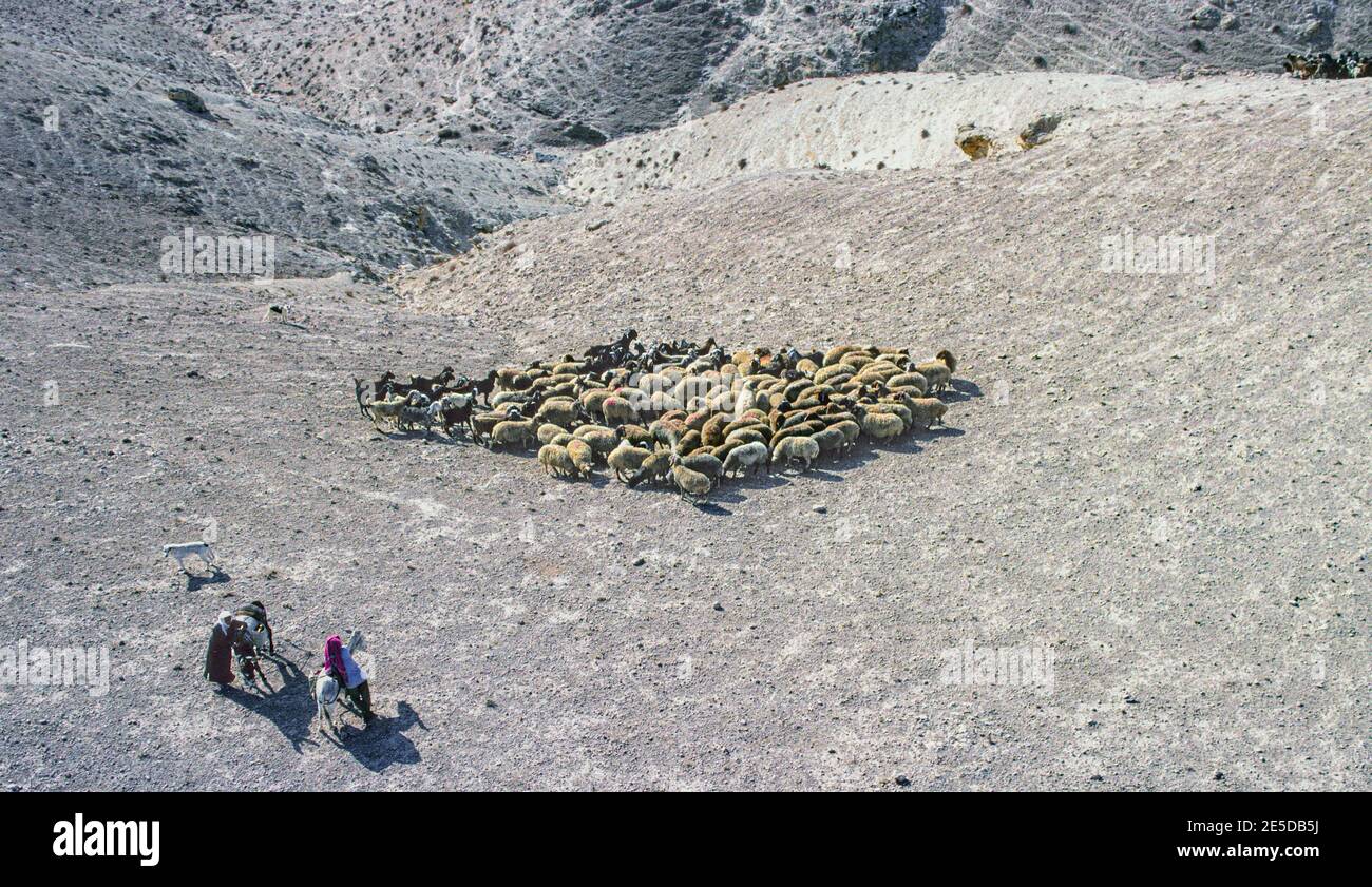 Luftaufnahme Schafe und Ziegen Judaean Desert Israel Stockfoto