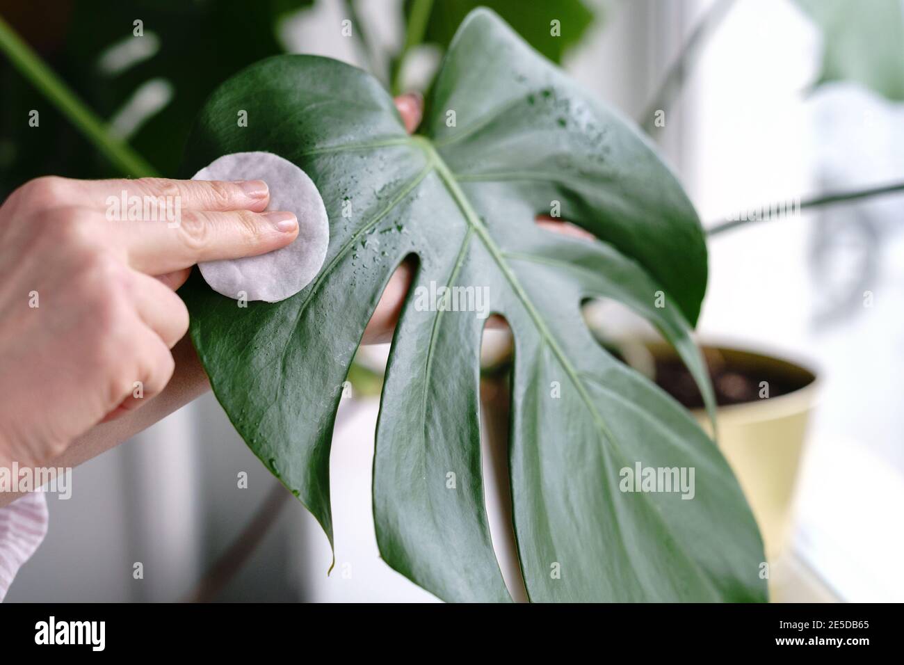 Frau Hnde wischen den Staub von Zimmerpflanzen Bltter, kmmert sich um  die Pflanze Monstera mit einem Wattepad Stockfotografie - Alamy