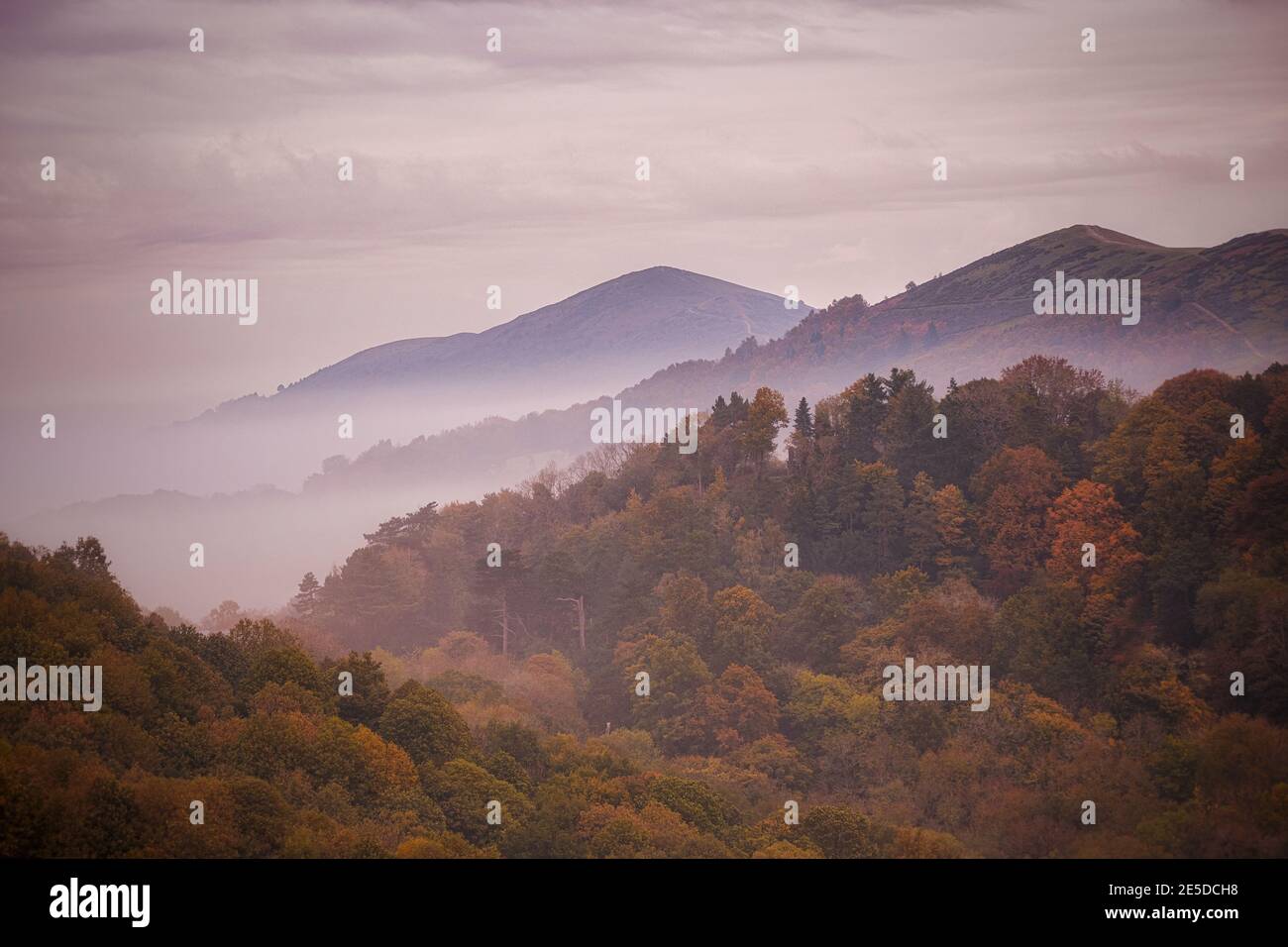 Herbstwald und Malvern Hills im Nebel, Worcestershire, England, Großbritannien Stockfoto