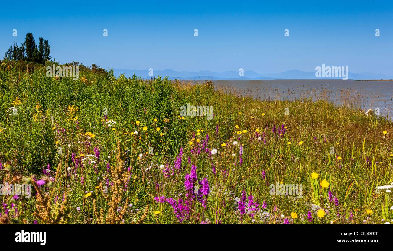Wildblumen wachsen entlang Fraser River Ladner, Delta, British Columbia, Kanada Stockfoto