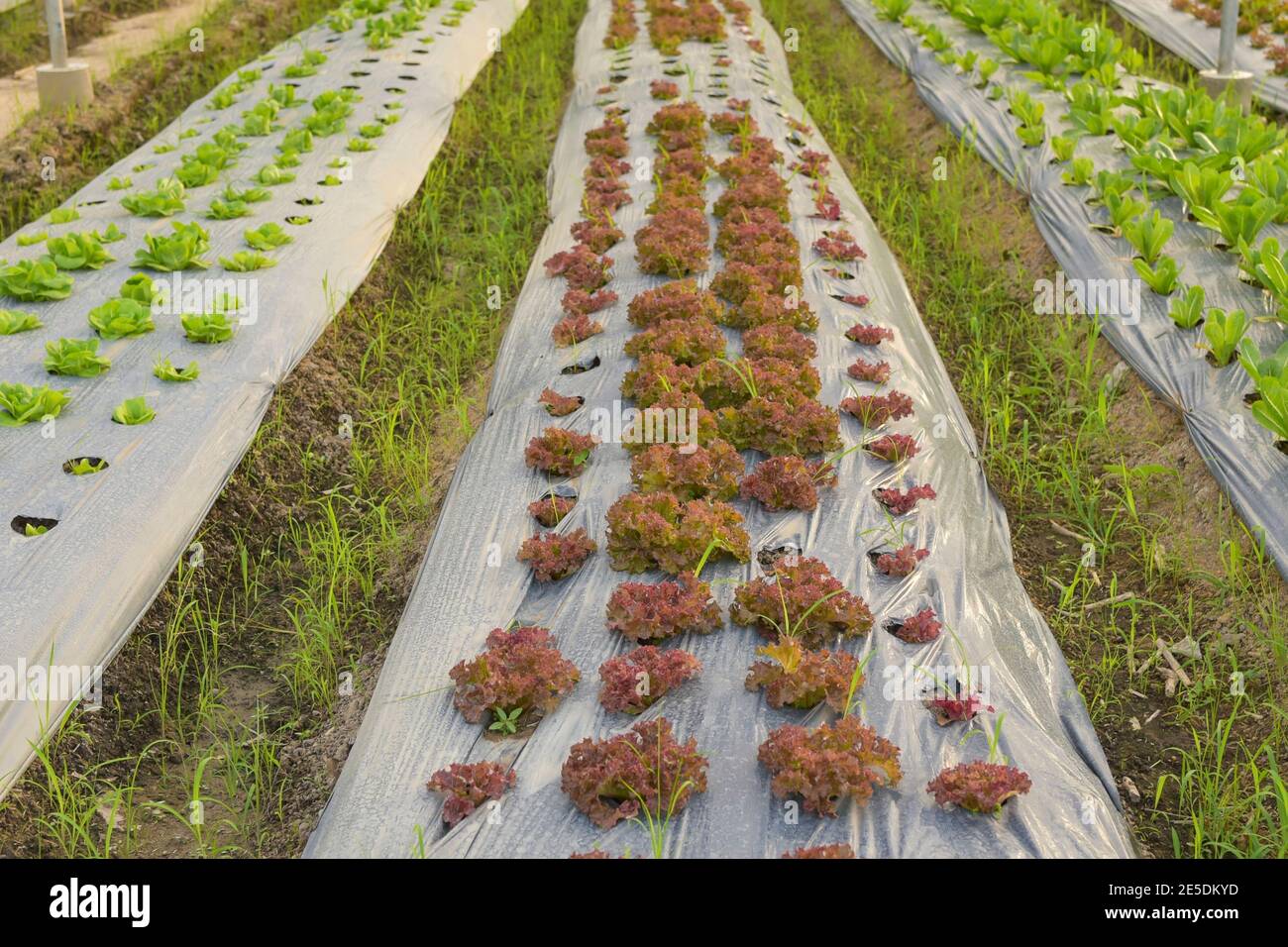 Gemüse wächst in einem hydroponic Greenhouse, Thailand Stockfoto