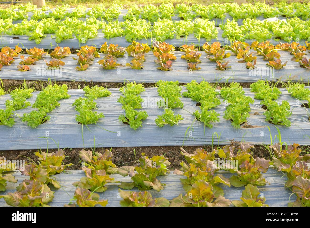 Gemüse wächst in einem hydroponic Greenhouse, Thailand Stockfoto