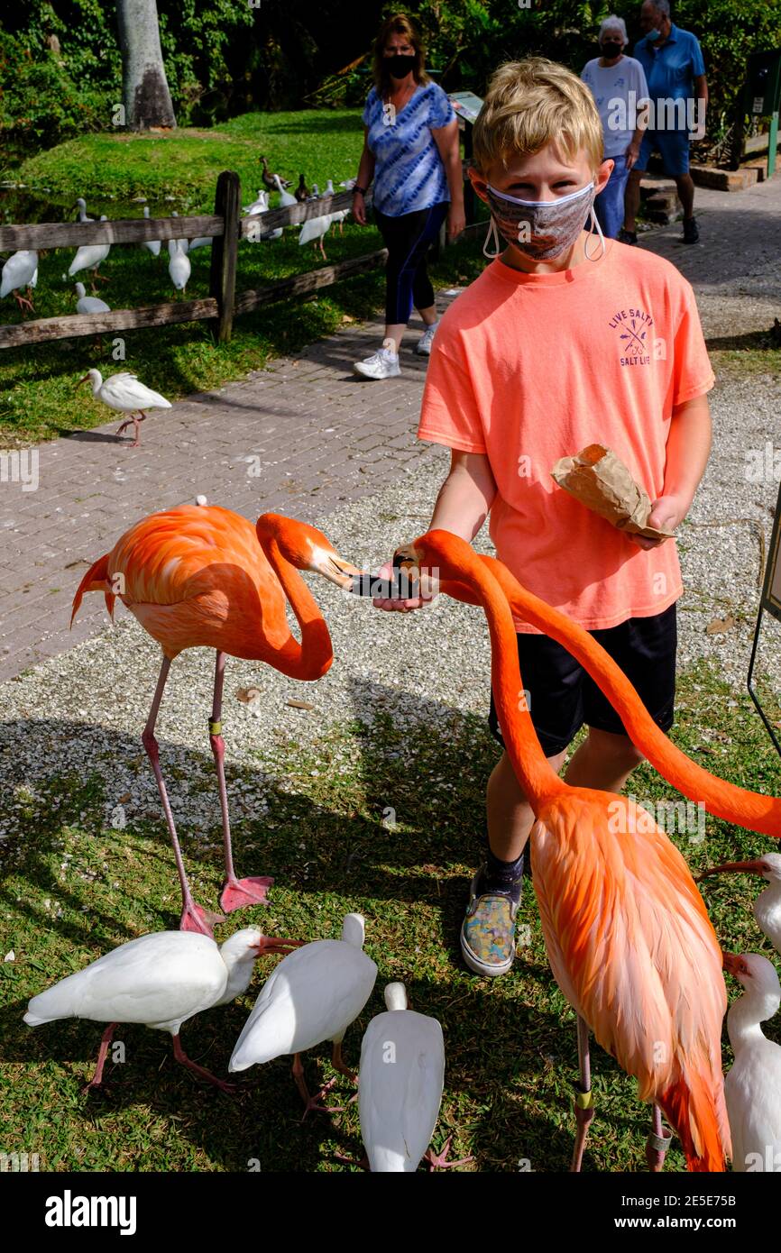 Verletzte Flamingo wird von Jungen gefüttert - Sarasota Jungle Gardens Stockfoto