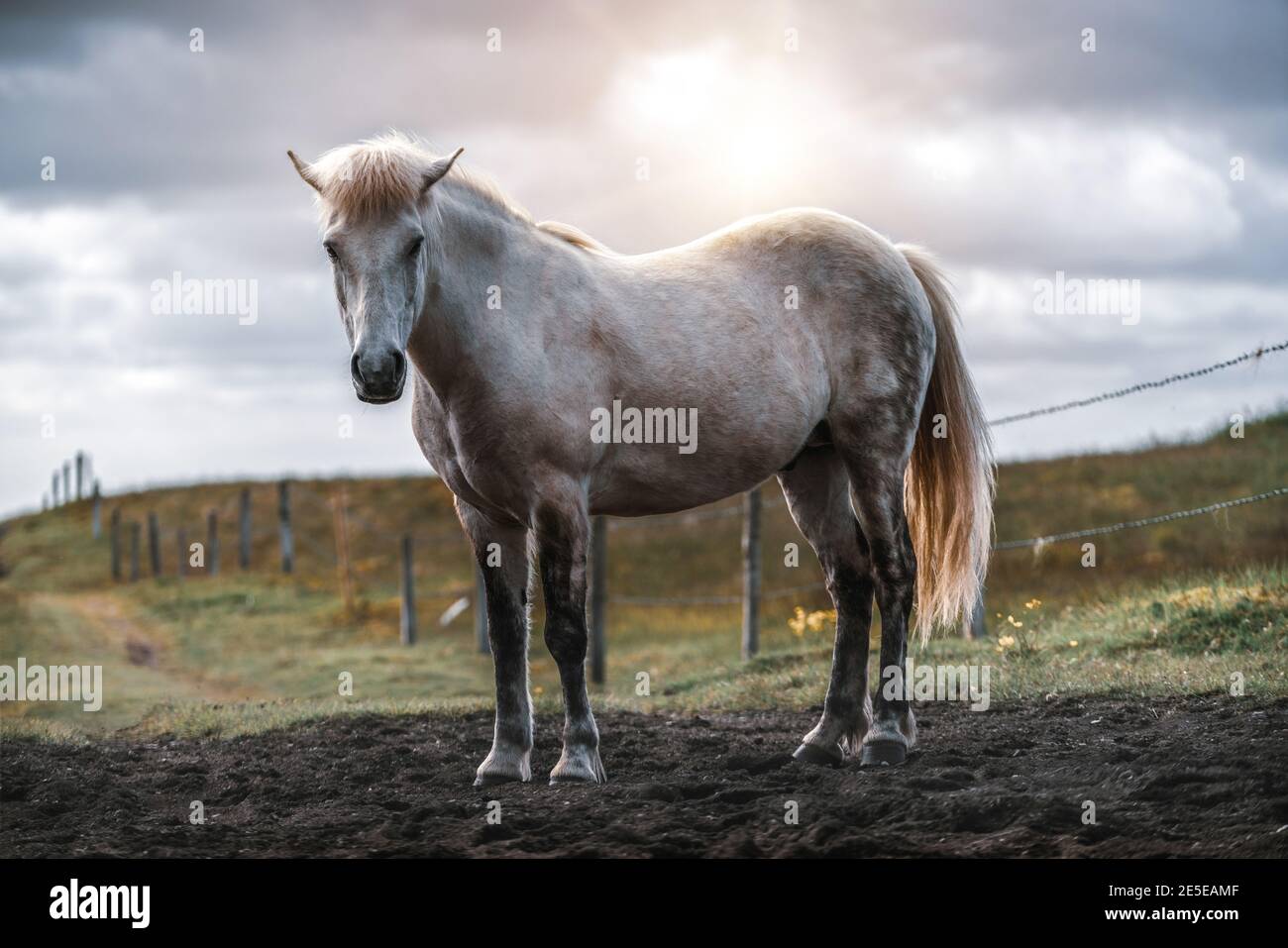 Islandpferd im Bereich der malerischen Natur Landschaft von Island. Das Islandpferd ist eine Rasse des Pferdes vor Ort in Island entwickelt als Isländische Stockfoto