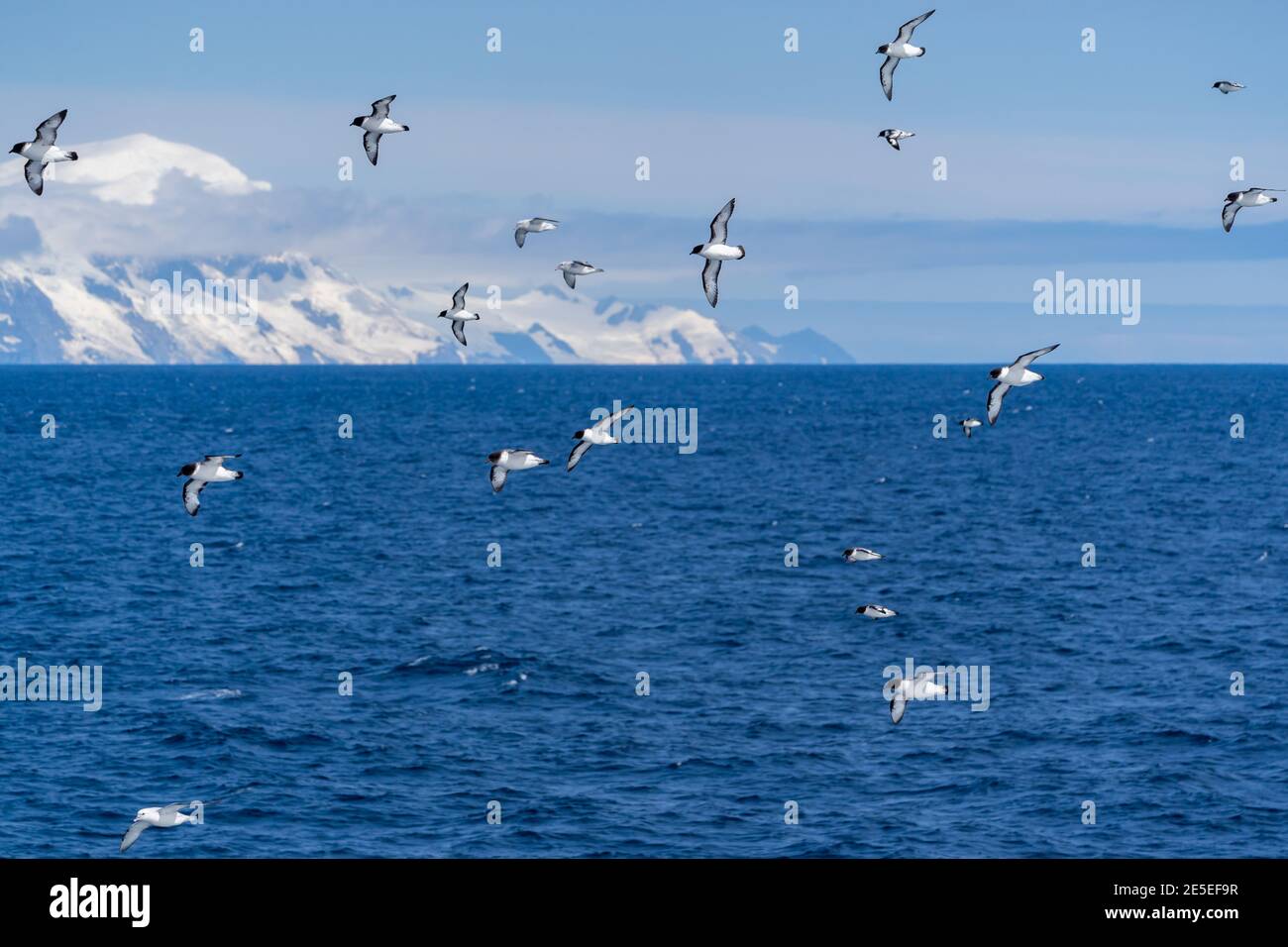 Kapsturmvögel (Pintados) mit einigen südlichen (antarktischen) Fulmaren fliegen hinter einem Schiff im südlichen Ozean nahe der Antarktischen Halbinsel, mit einem großen Glac Stockfoto