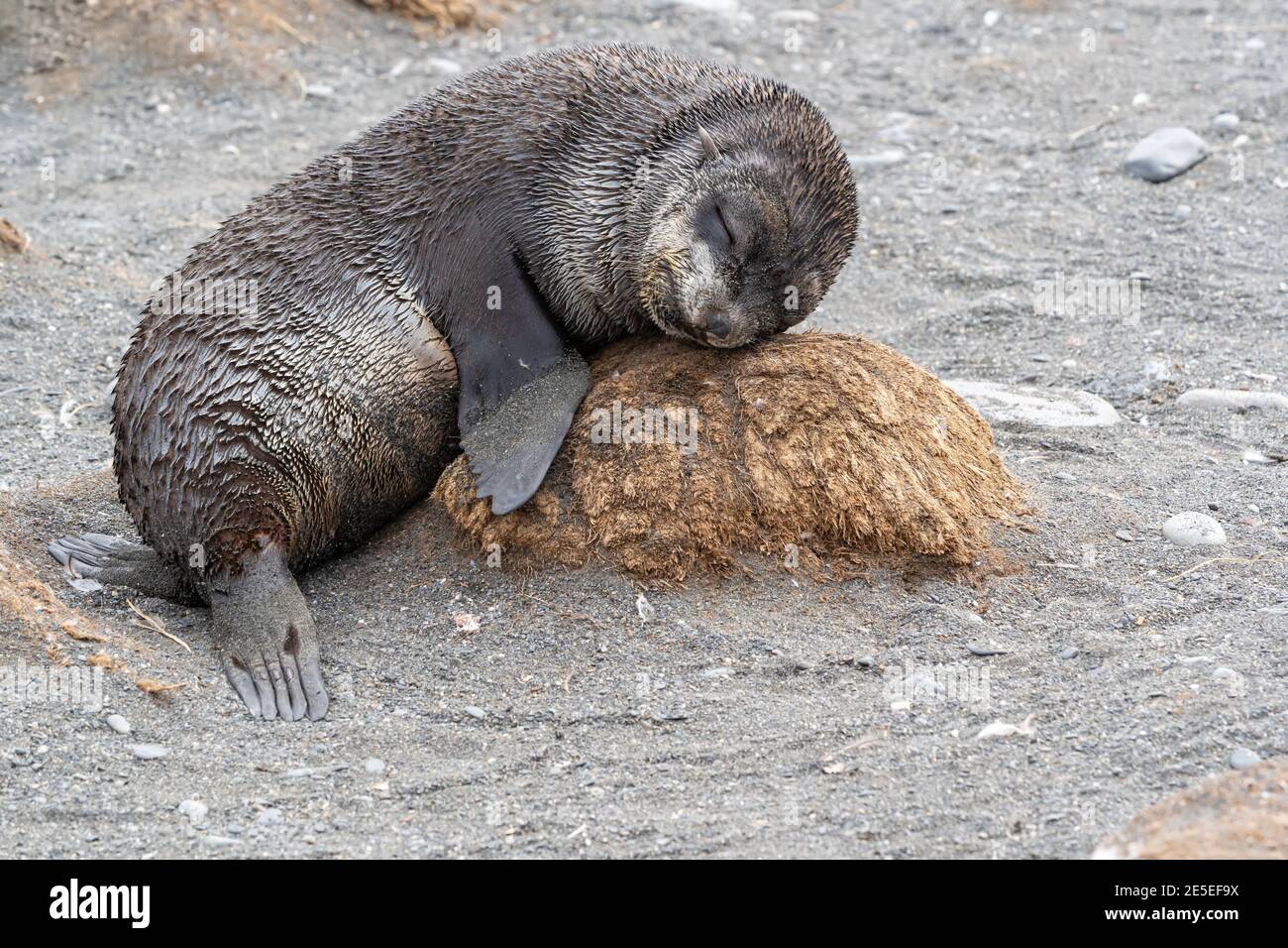 Ein kleines Fellrobbenhund schläft auf einem Kumpf getrockneten Stoßsackgras in Gold Harbor, Südgeorgien Stockfoto