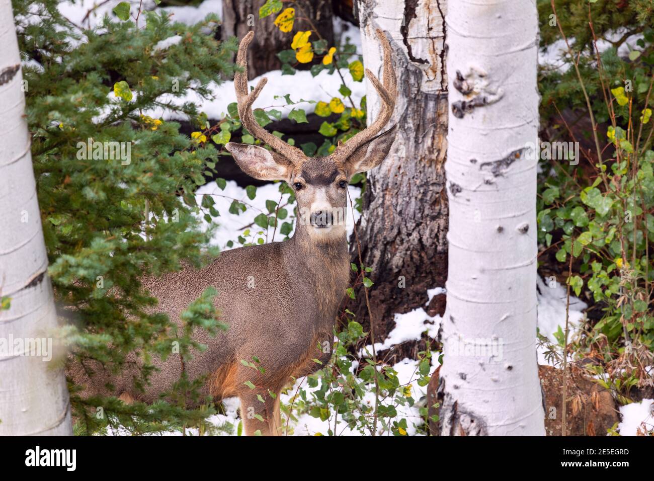 Mule Deer Buck (Odocoileus hemionus) in einem verschneiten Wald in Telluride, Colorado Stockfoto