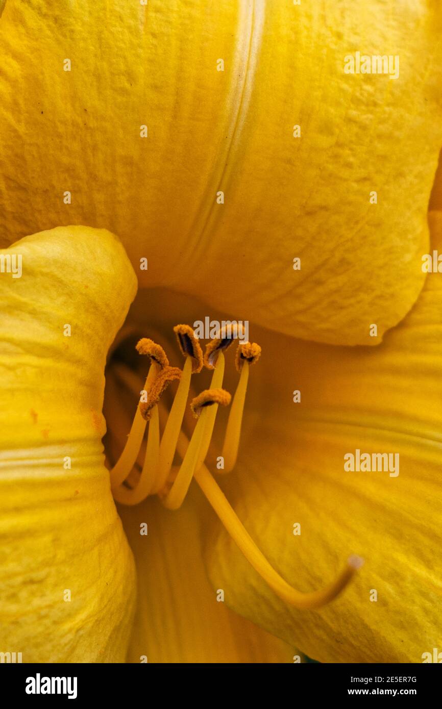 Alle gelben zeigen die Blütenblätter und die Pollen Stockfoto