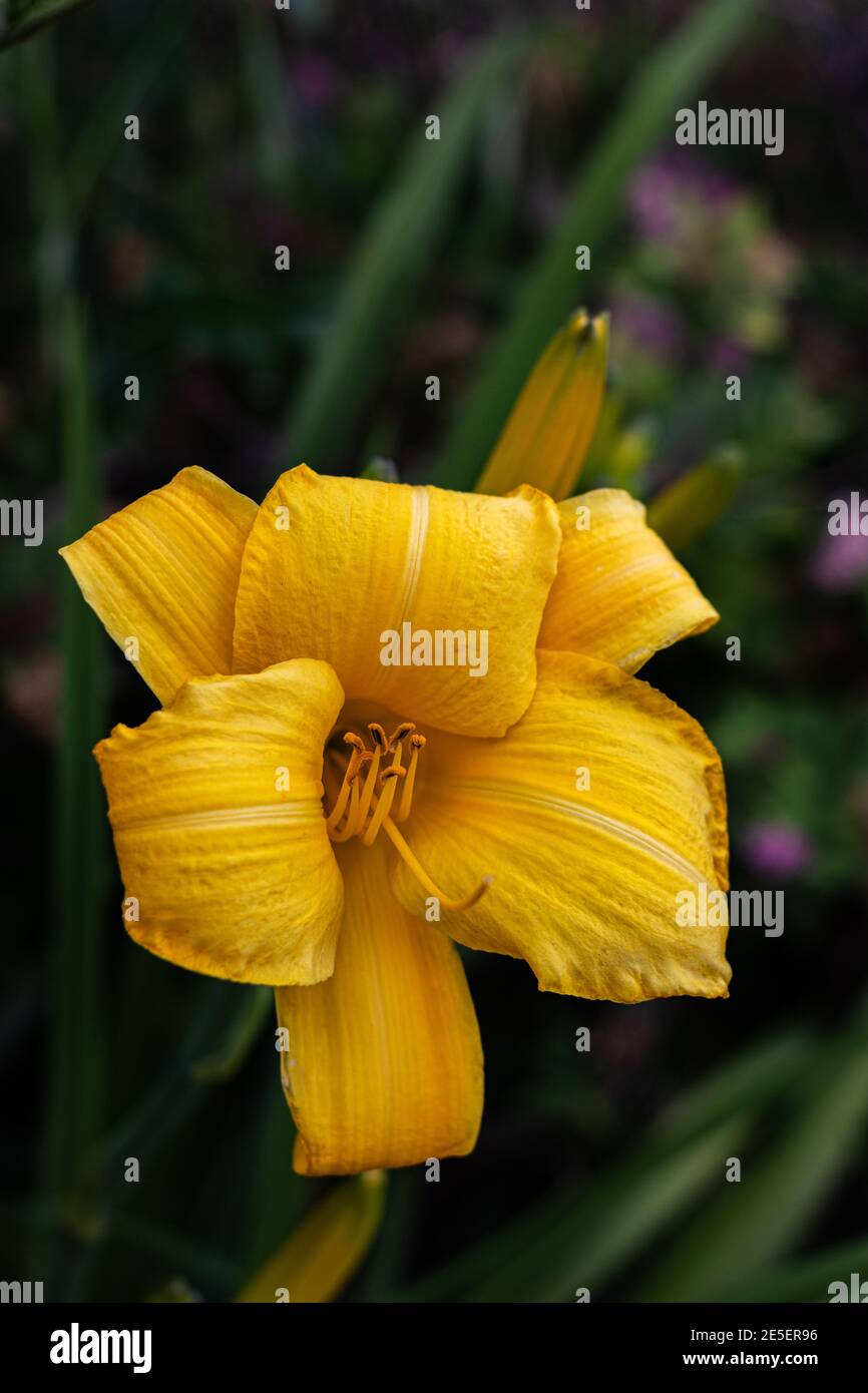 Voll blühte gelbe Glocke Blume in einem dunkelgrünen Hintergrund Stockfoto