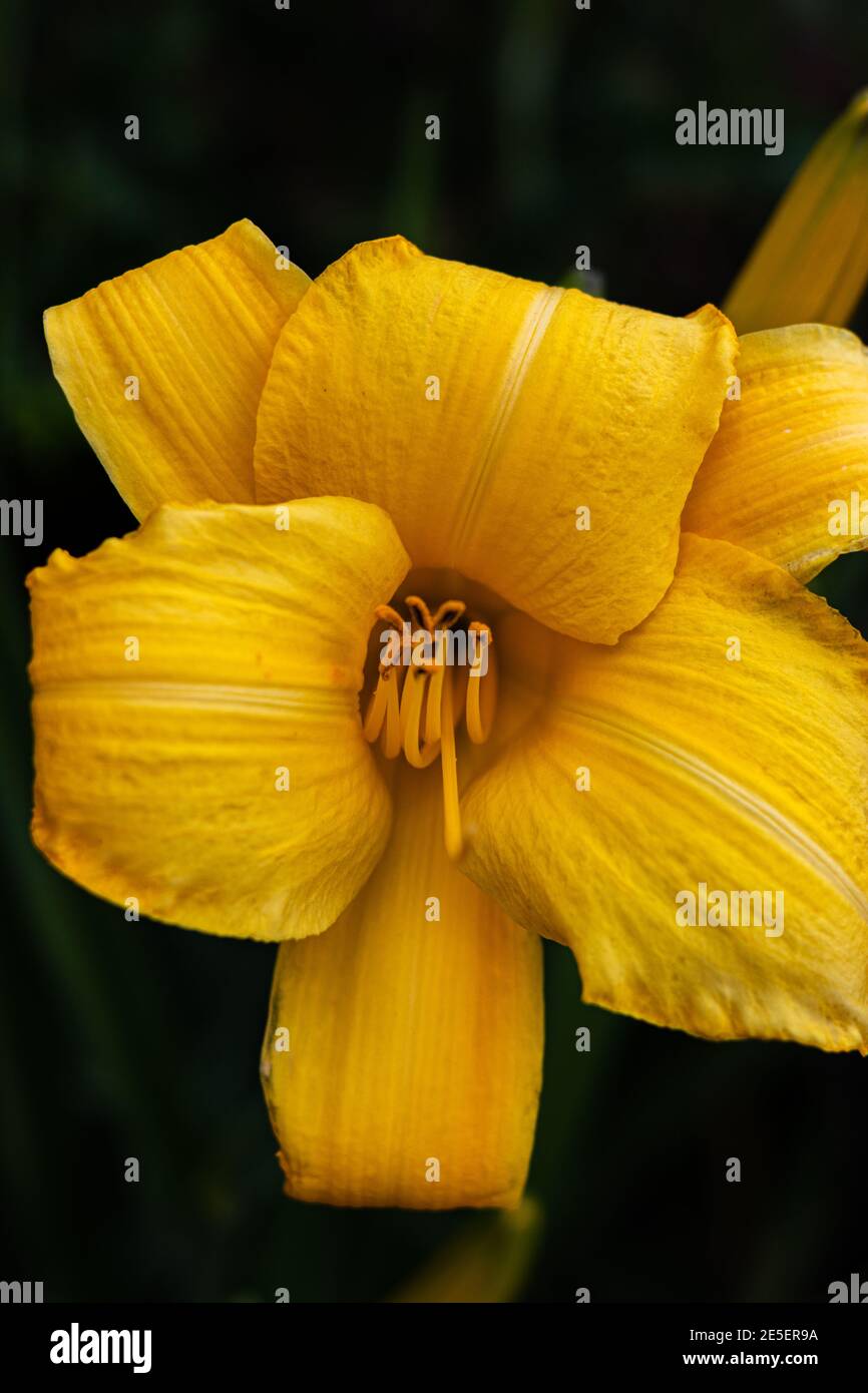 Die Blütenblätter der gelben Blume ragen wie ein hervor Zunge Stockfoto