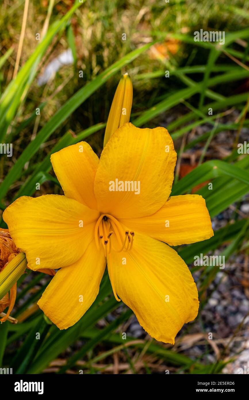 Gelbe Glockenblume mit ihrer gelben Knospe dahinter Stockfoto