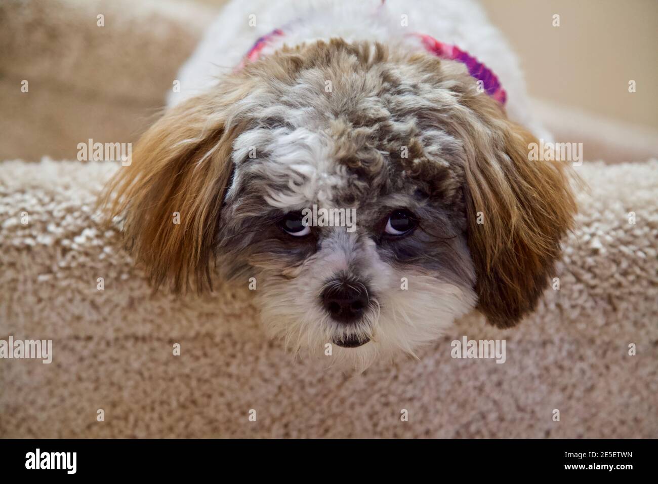 Ein Shih-Poo-Welpe hängt ihren Kopf über einen Teppich mit Vorfreude in ihren Augen, was als nächstes kommt. Stockfoto