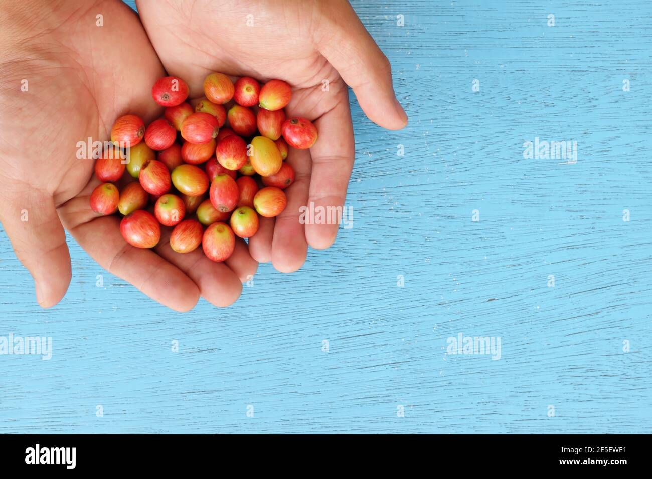 Draufsicht der männlichen Farmer Hände halten helle rote reife Kaffeebeeren in blauem Hintergrund. Stockfoto