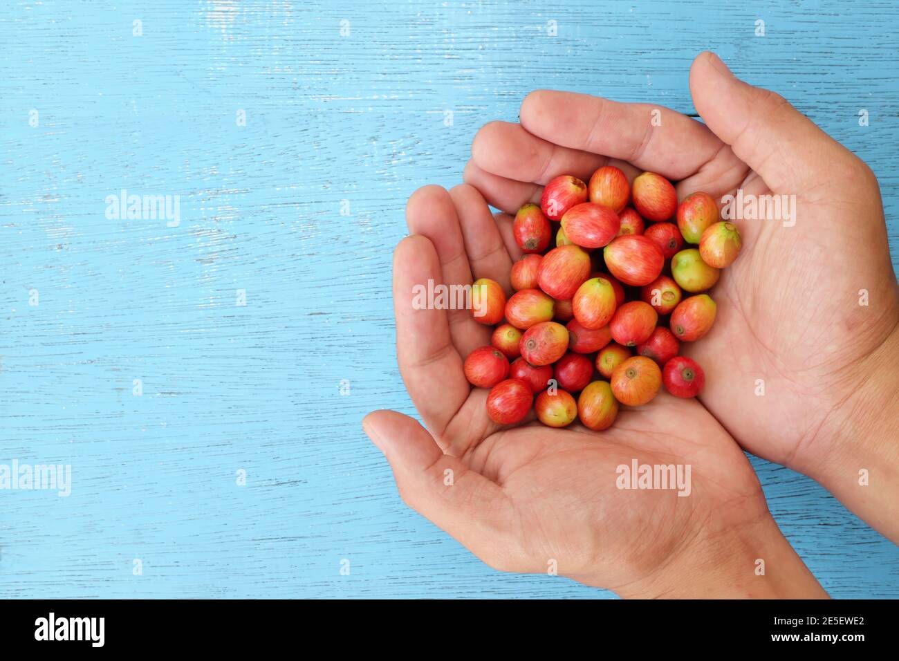 Draufsicht der männlichen Farmer Hände halten helle rote reife Kaffeebeeren in blauem Hintergrund. Stockfoto