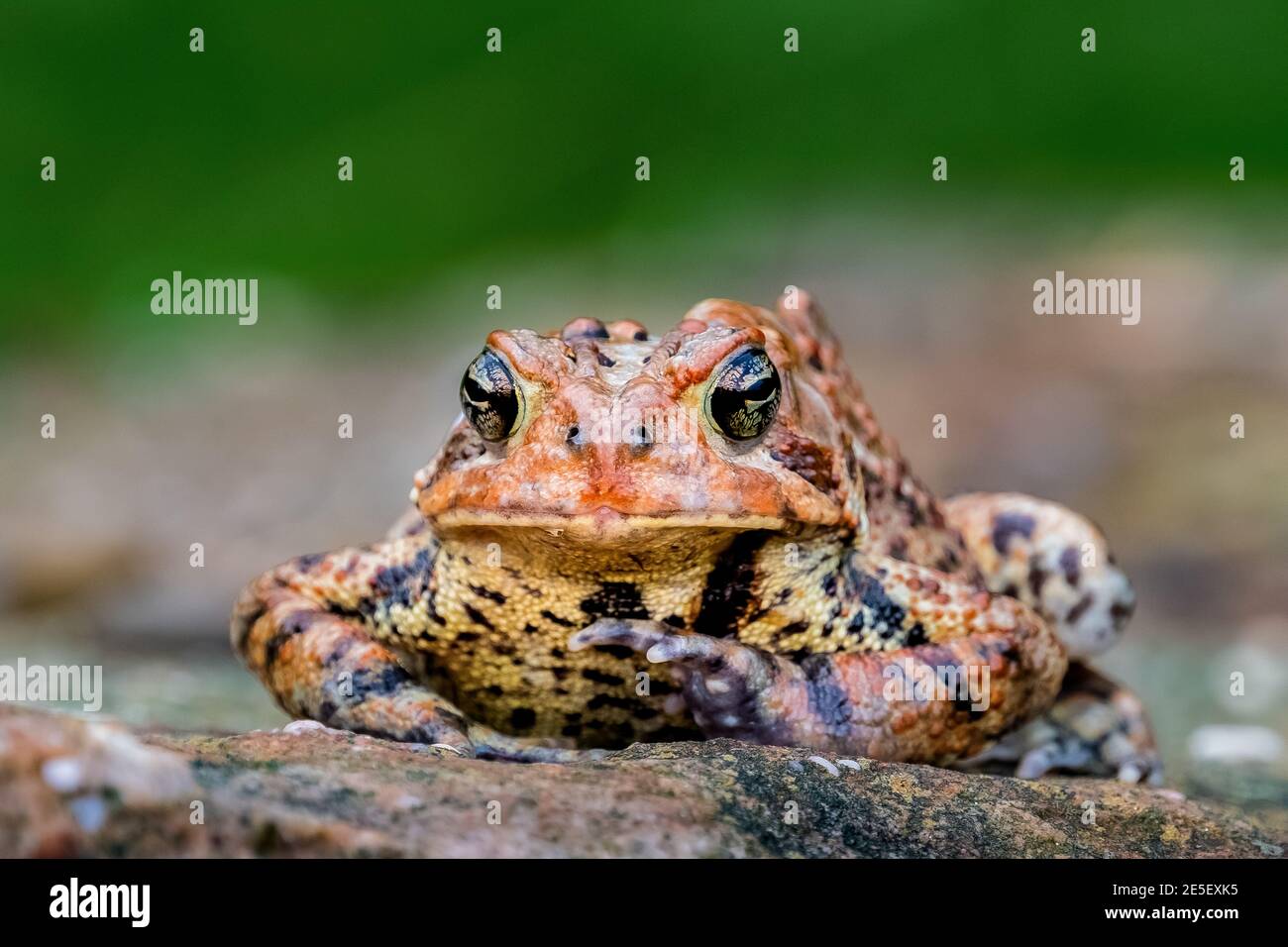 Eine amerikanische Kröte (Anaxyrus americanus) hält auf einem Felsen für ein Porträt inne. Stockfoto