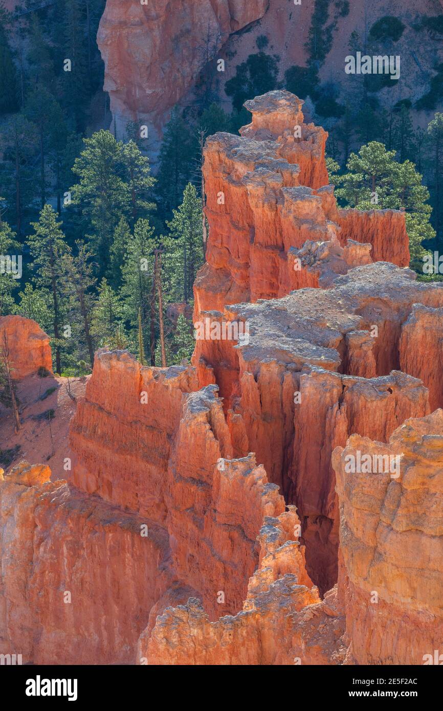 Morgenlicht auf den Hoodoos und Bäumen, Bryce Canyon National Park, Utah Stockfoto