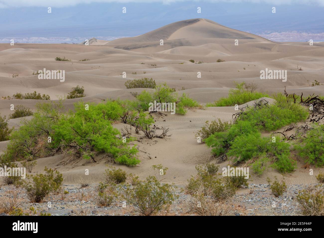 Leben in der Wüste, Mesquite Flat Sand Dunes, Death Valley National Park, Kalifornien Stockfoto