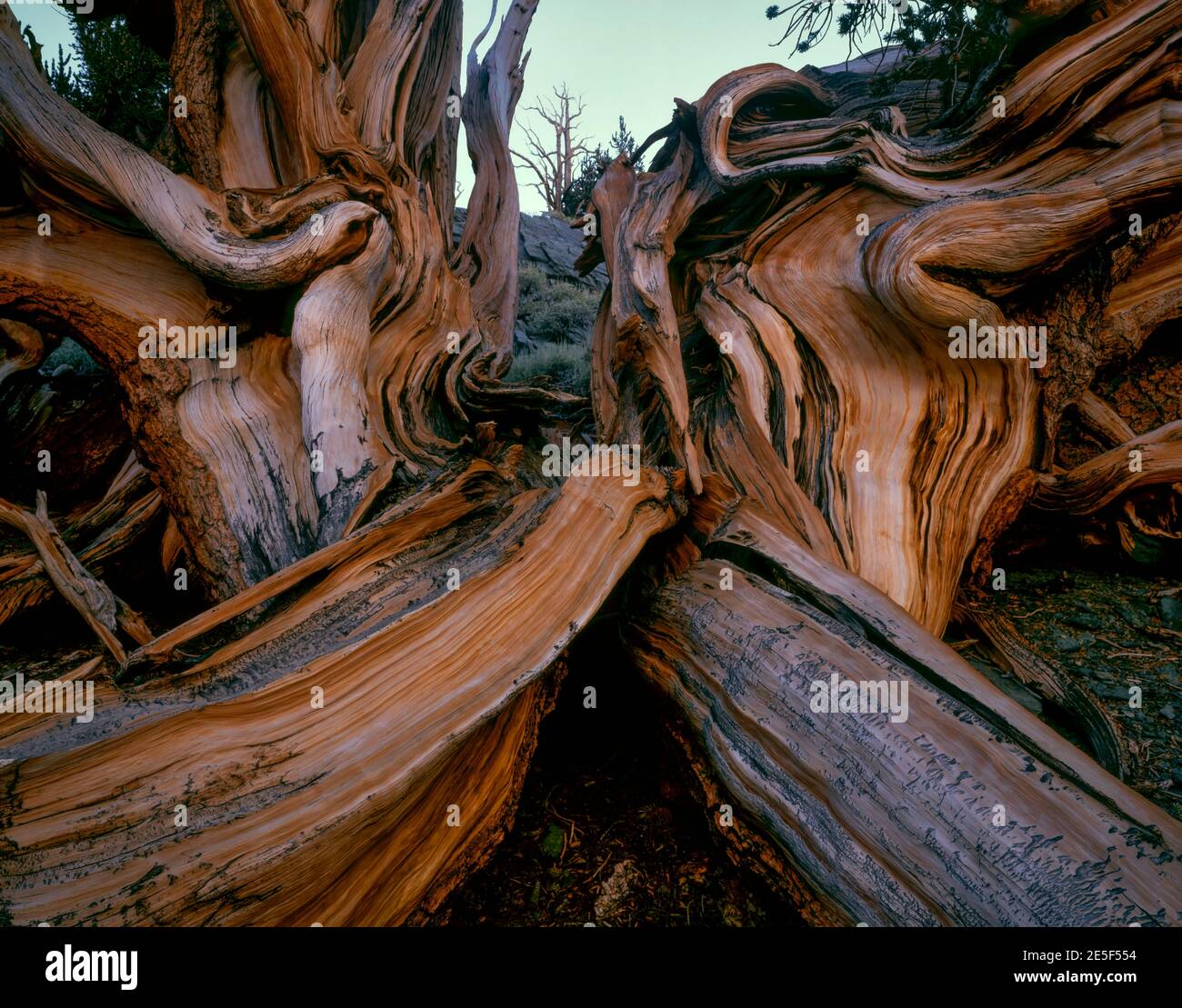 Bristlecone Pine, weiße Berge, Inyo National Forest, östlichen Sierra, Kalifornien Stockfoto