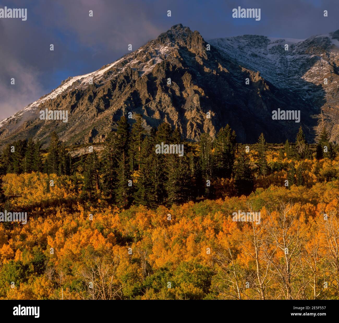 Autumn Aspens, Mount Wood, Ansel Adams Wilderness, Inyo National Forest, Eastern Sierra, Kalifornien Stockfoto